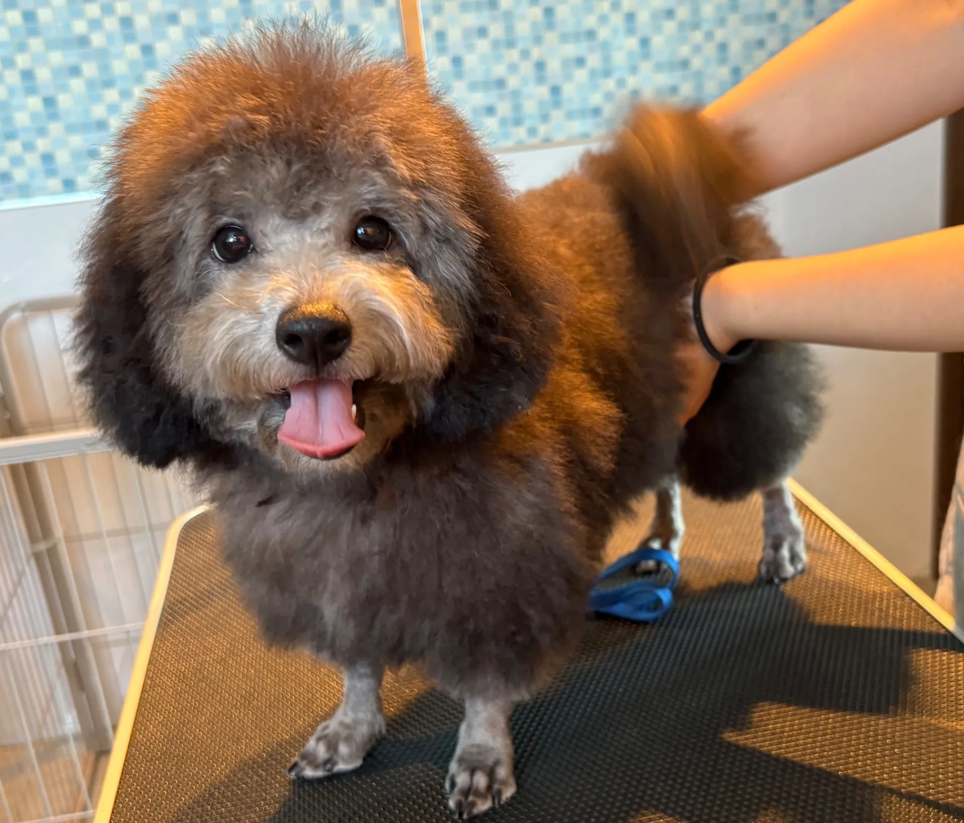 2025年6月24日 産まれ  トイプードル ︎︎ ︎︎ ︎︎ ♀