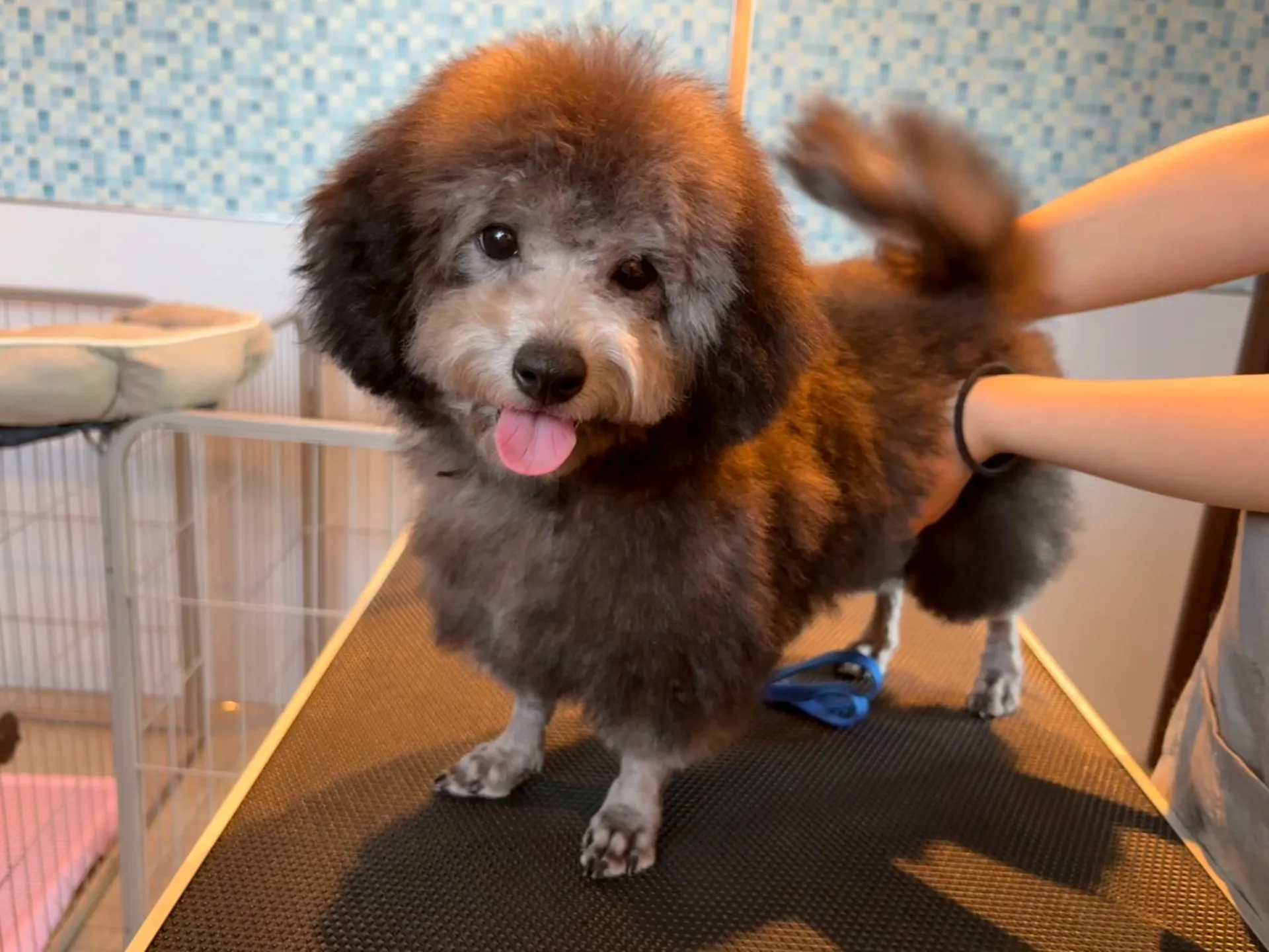 2025年6月24日 産まれ  トイプードル ︎︎ ︎︎ ︎︎ ♀