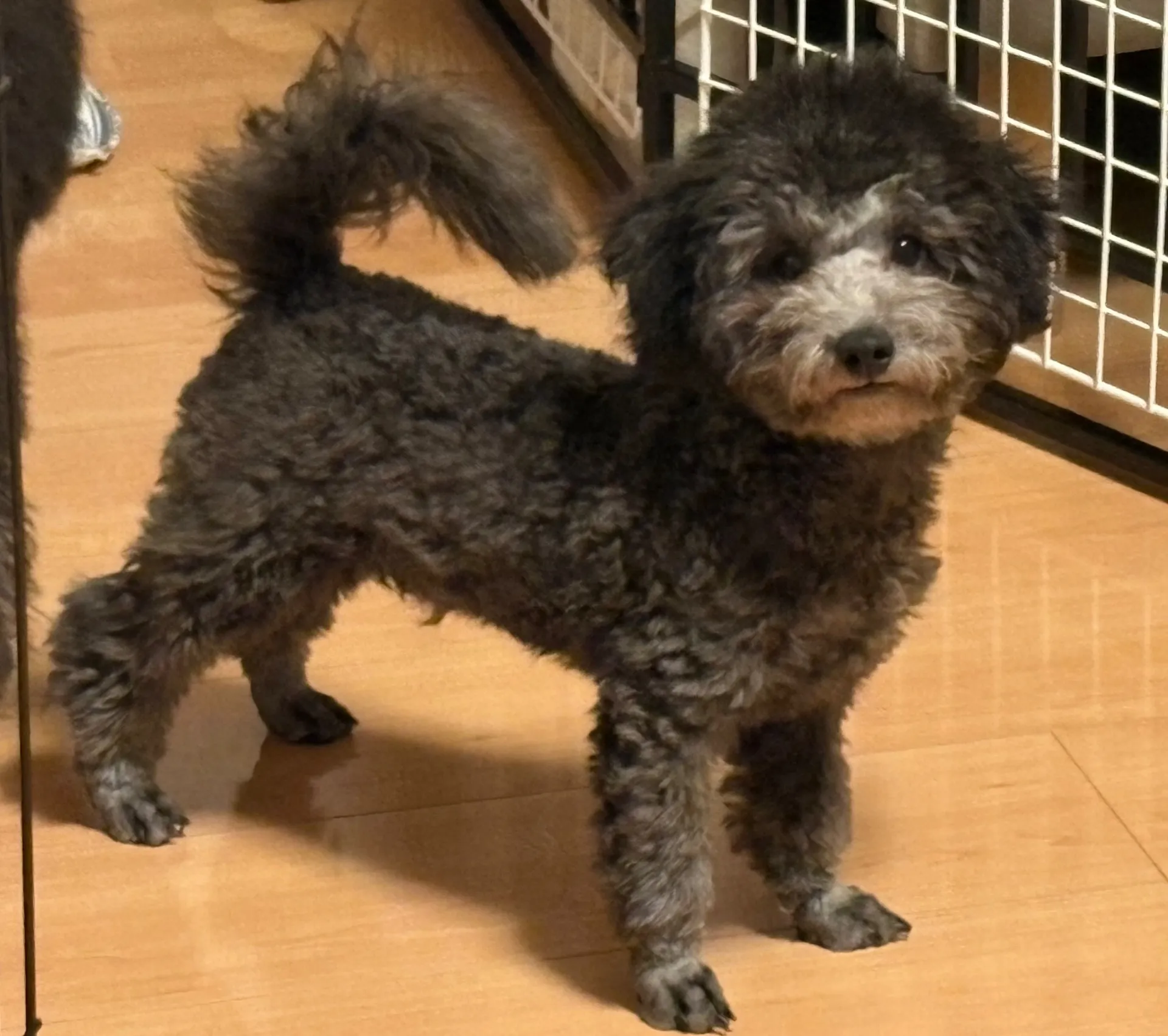 2025年6月23日 産まれ  トイプードル ︎︎ ︎︎ ♂