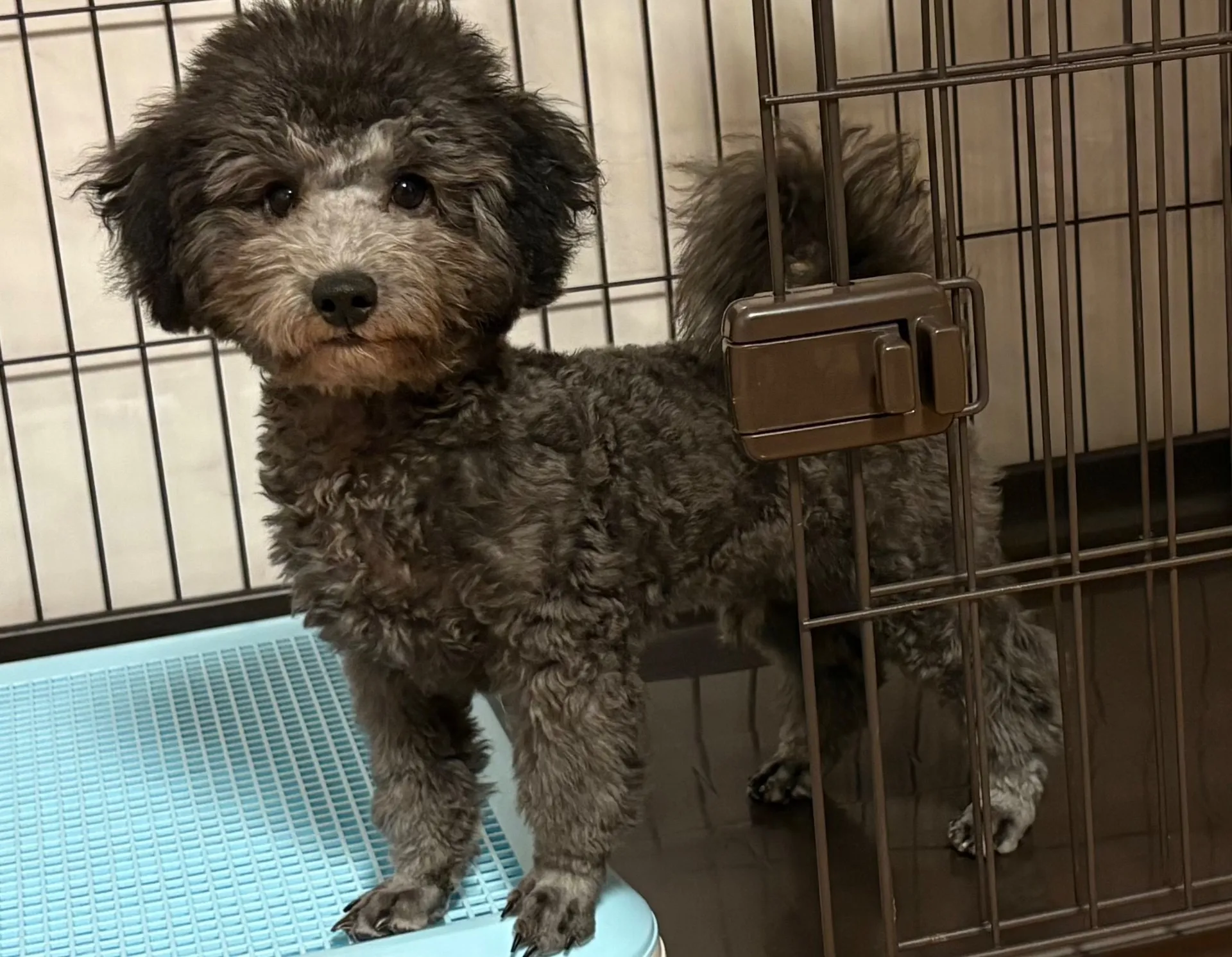 2025年6月23日 産まれ  トイプードル ︎︎ ︎︎ ♂