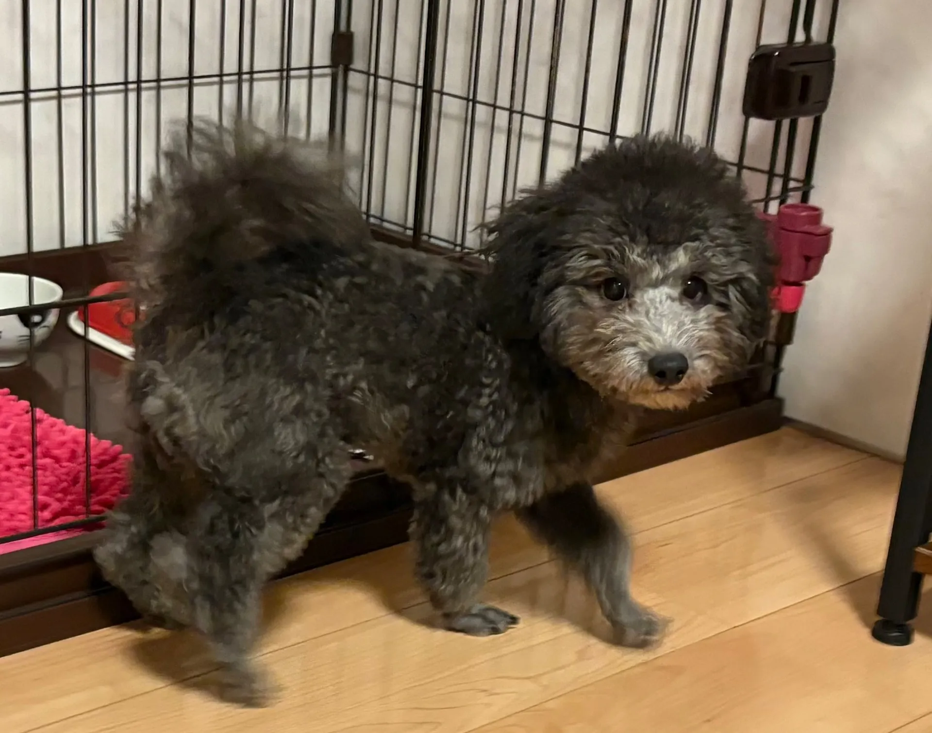 2025年6月23日 産まれ  トイプードル ︎︎ ︎︎ ♂