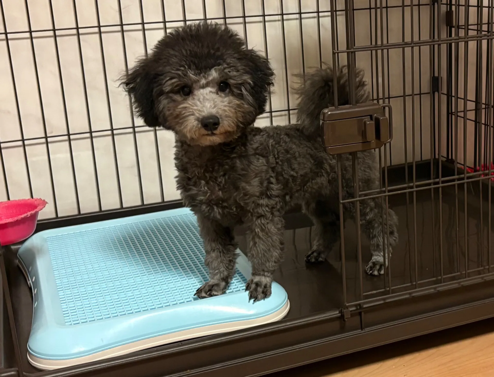 2025年6月23日 産まれ  トイプードル ︎︎ ︎︎ ♂