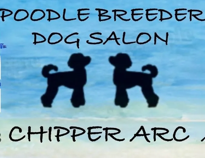 トリミングサロン✂️始めました🐶