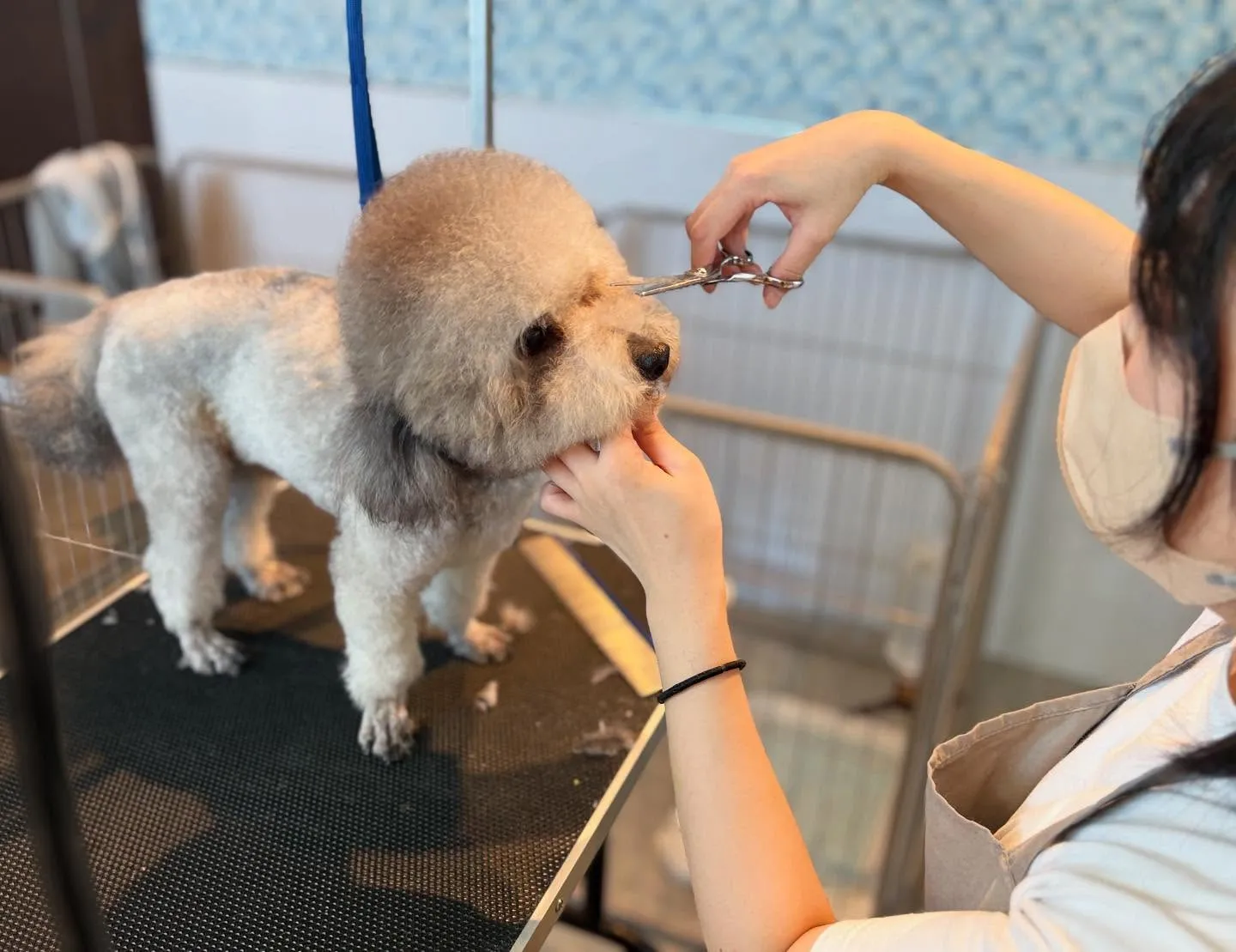 トリミングサロン✂️始めました🐶