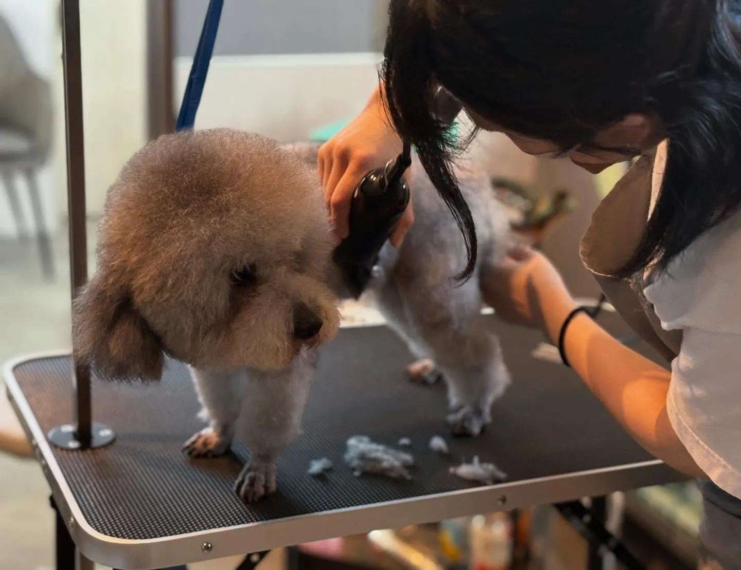 トリミングサロン✂️始めました🐶