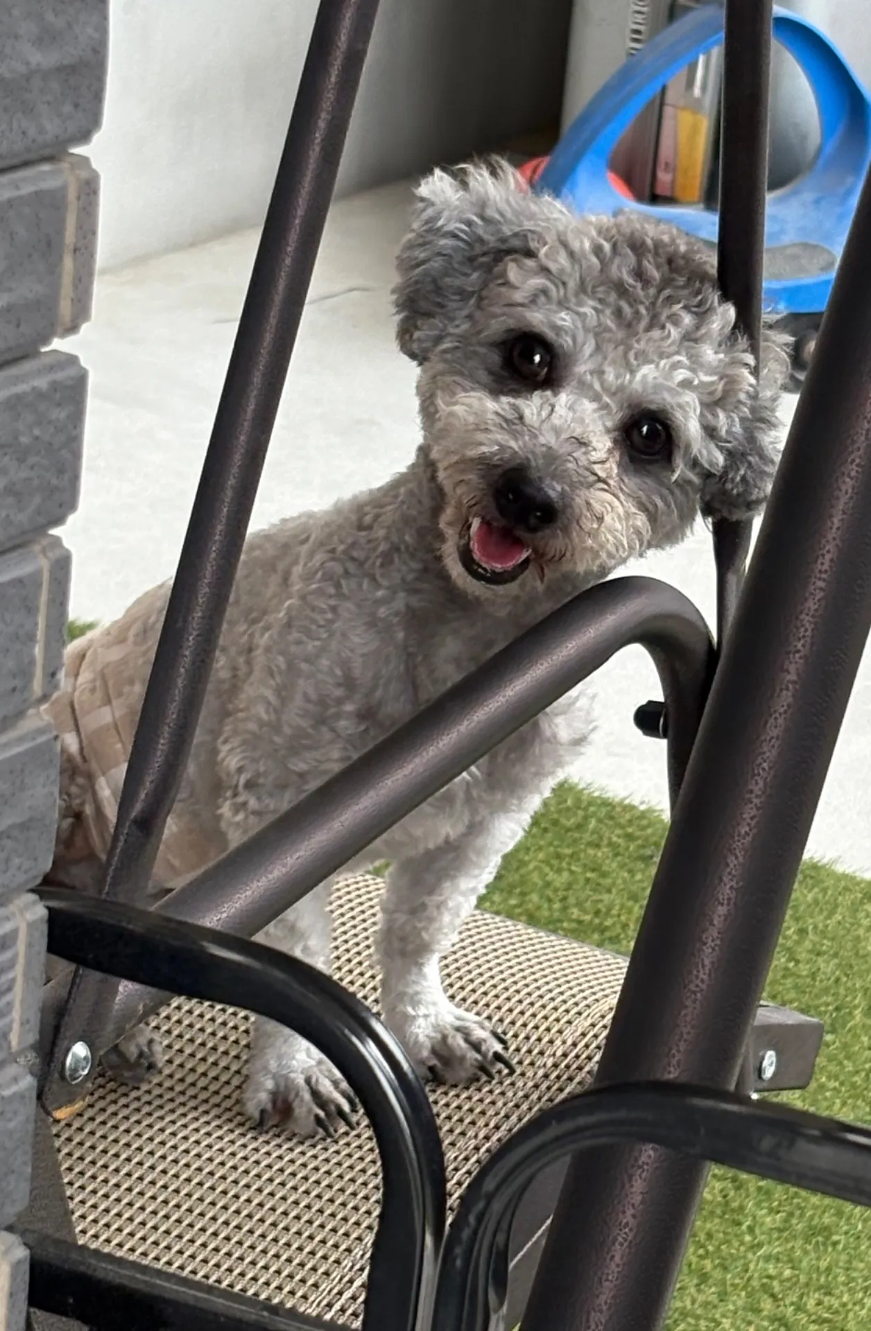 虎太郎 ♂2024年1月産まれ