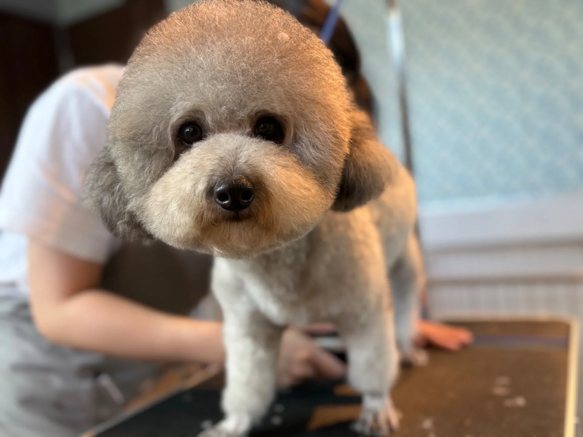 虎太郎 ♂2024年1月産まれ