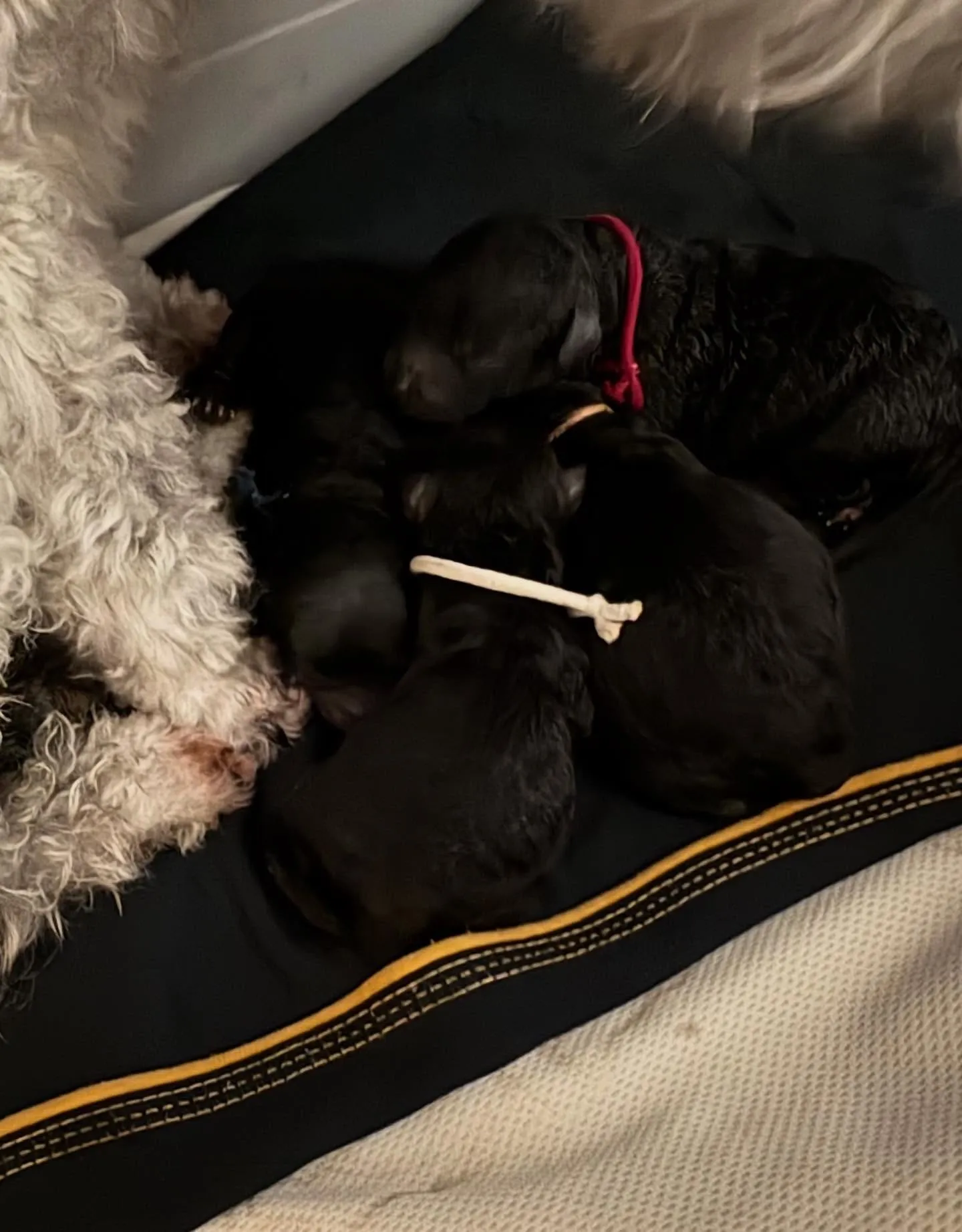 ⁡さくら🌸4ベビ誕生しました✨️