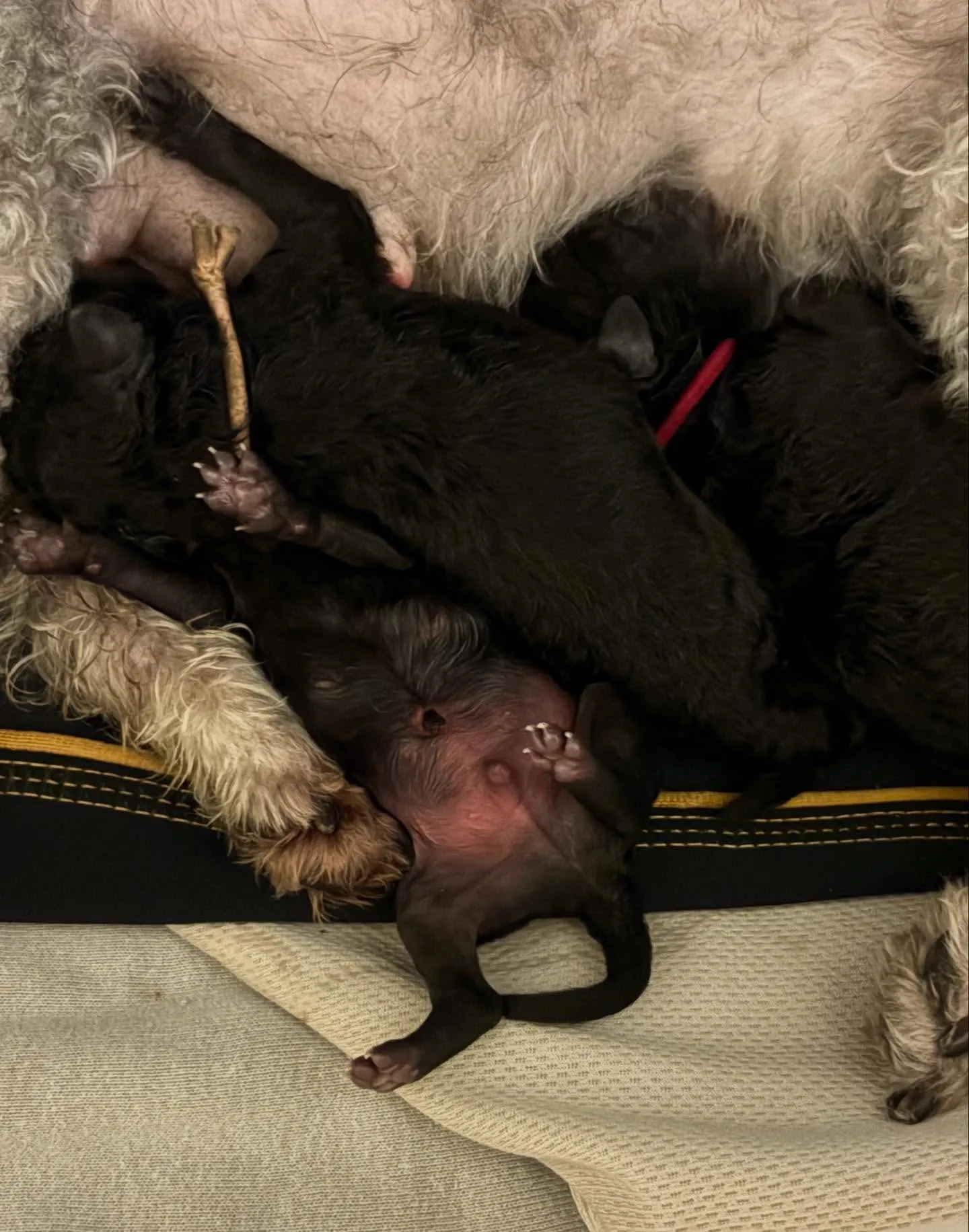 ⁡さくら🌸4ベビ誕生しました✨️