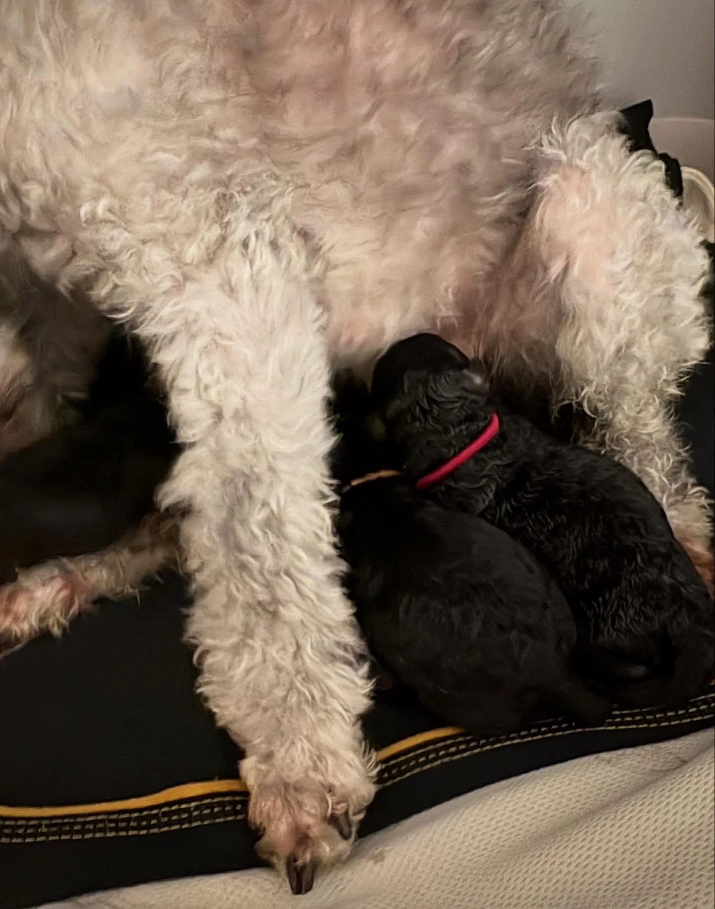 ⁡さくら🌸4ベビ誕生しました✨️