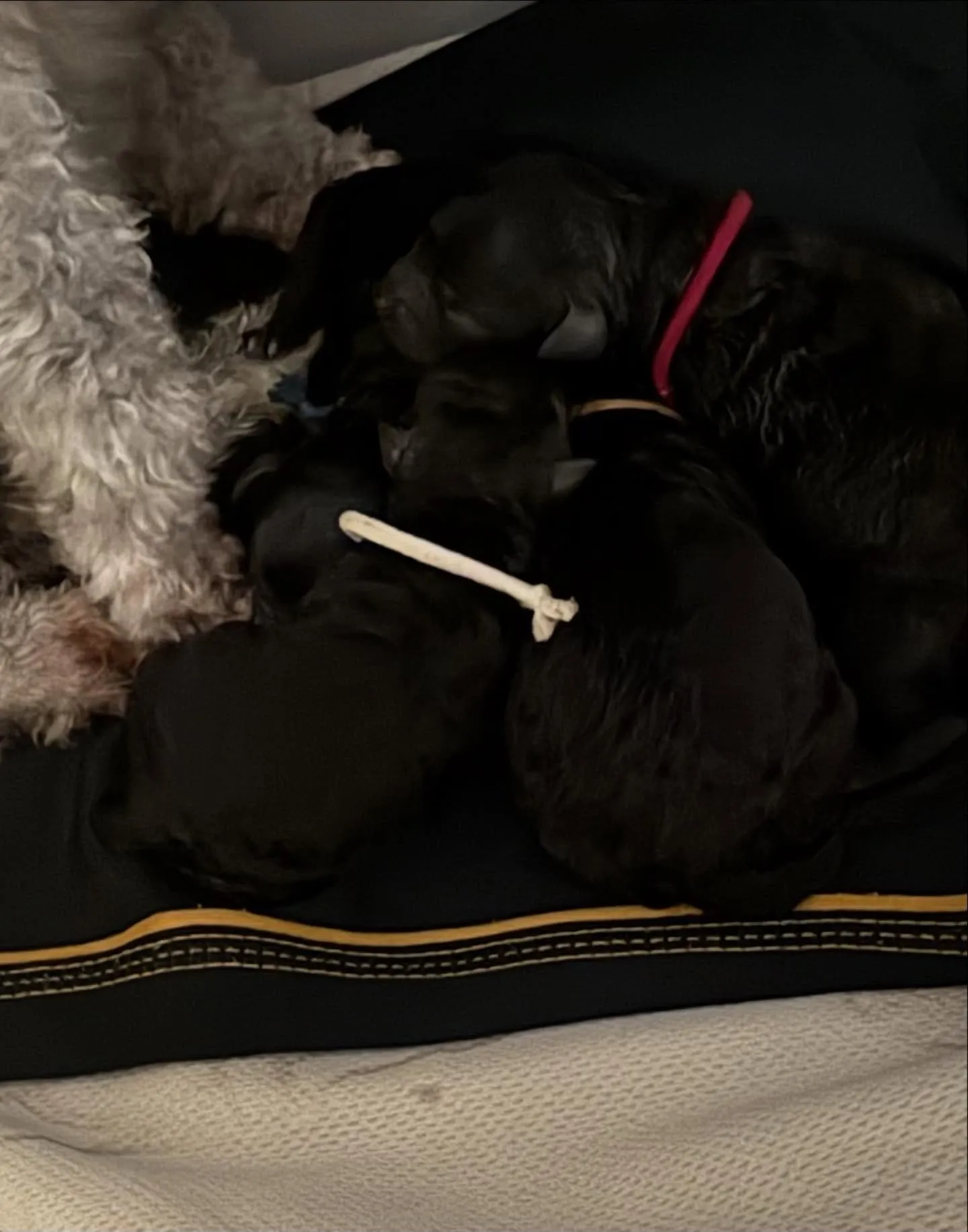 ⁡さくら🌸4ベビ誕生しました✨️