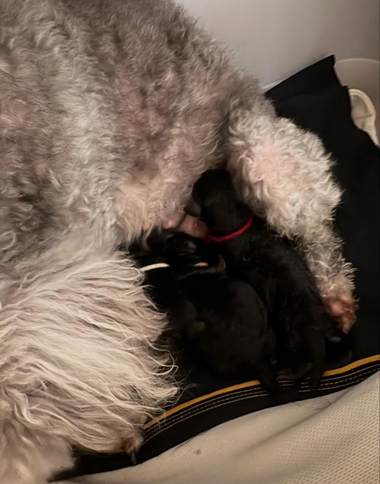 ⁡さくら🌸4ベビ誕生しました✨️