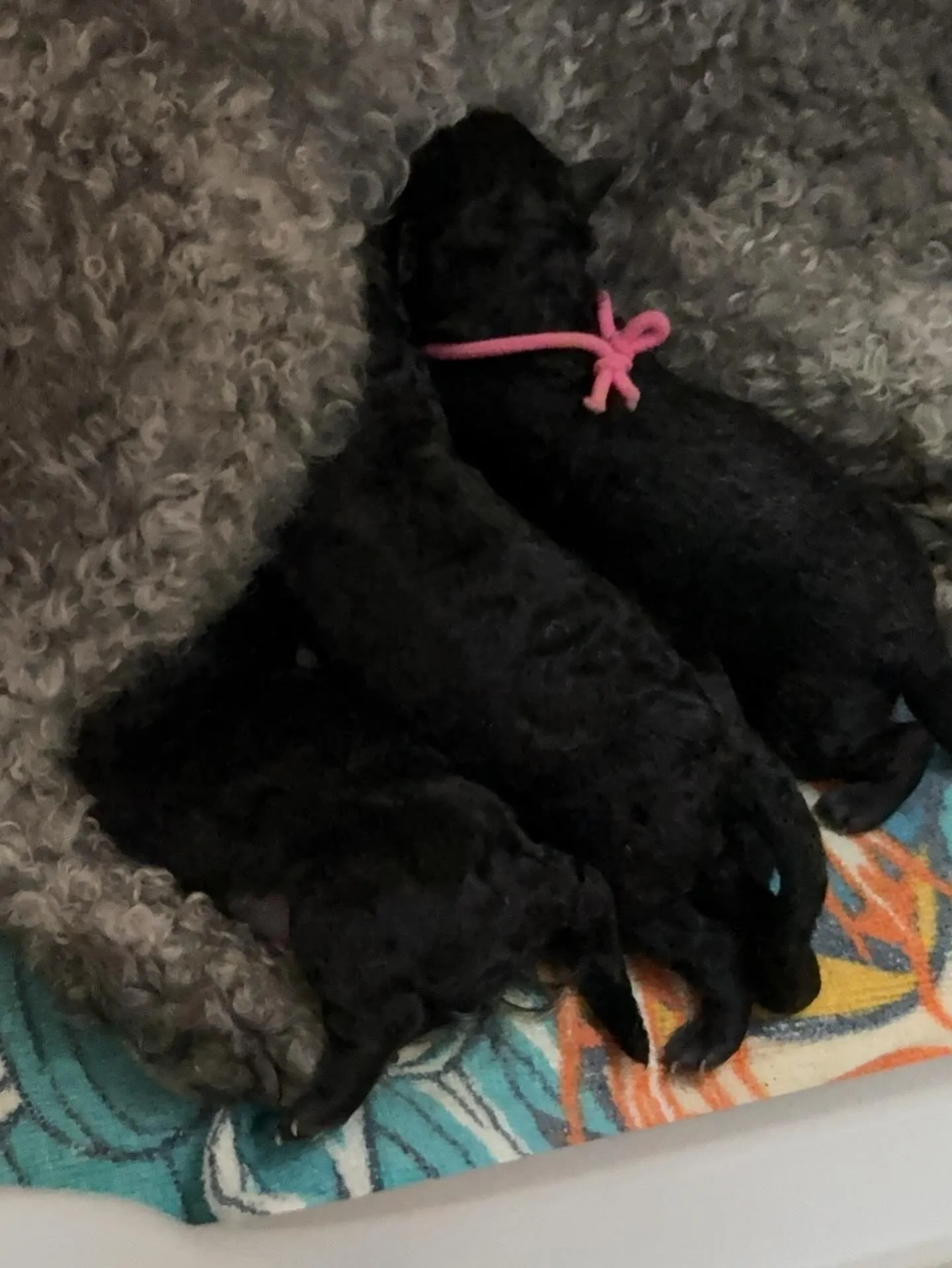 レモン🍋4ベビ誕生しました✨️