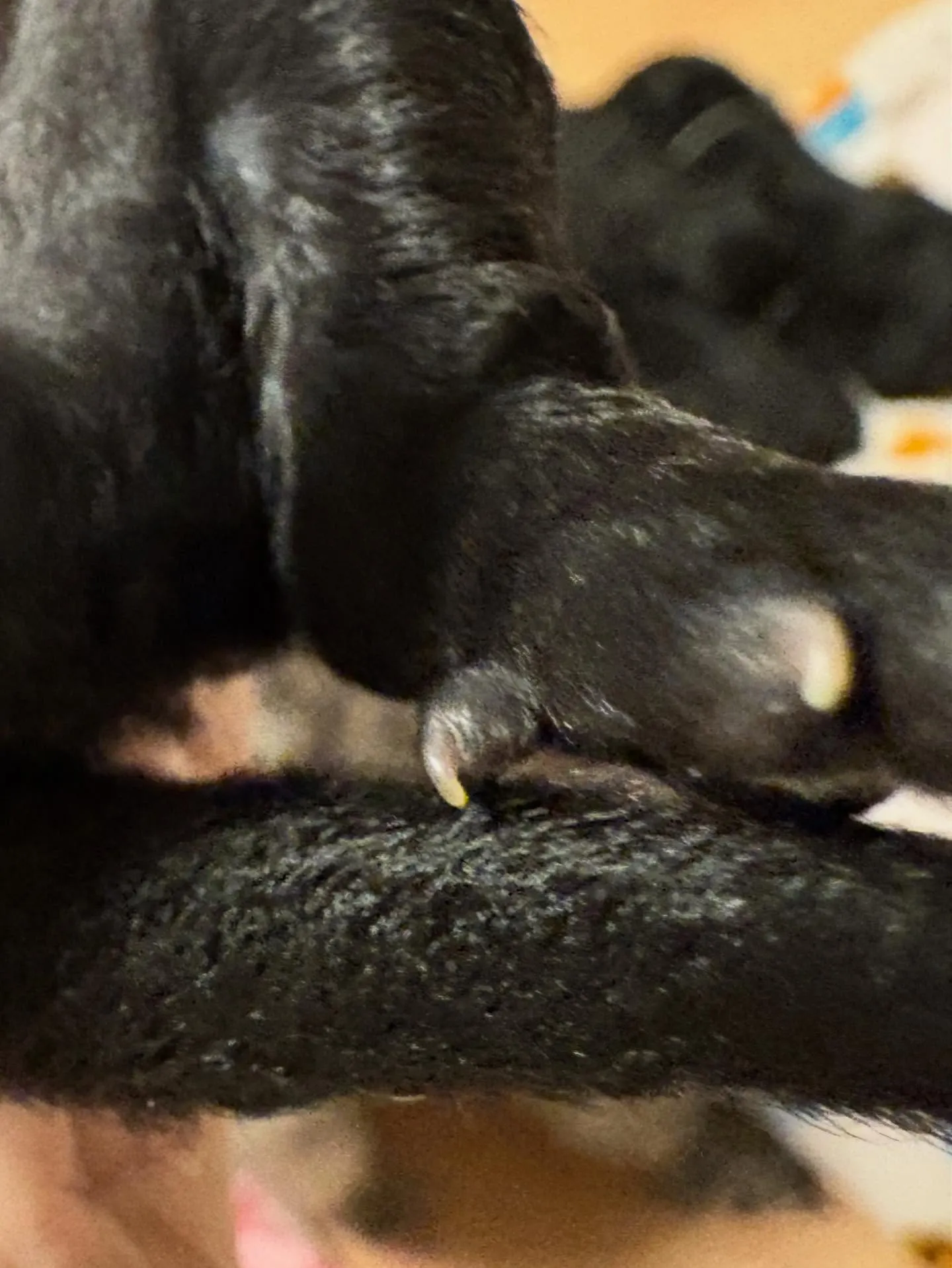 さくらベビー🌸生後13日✨️