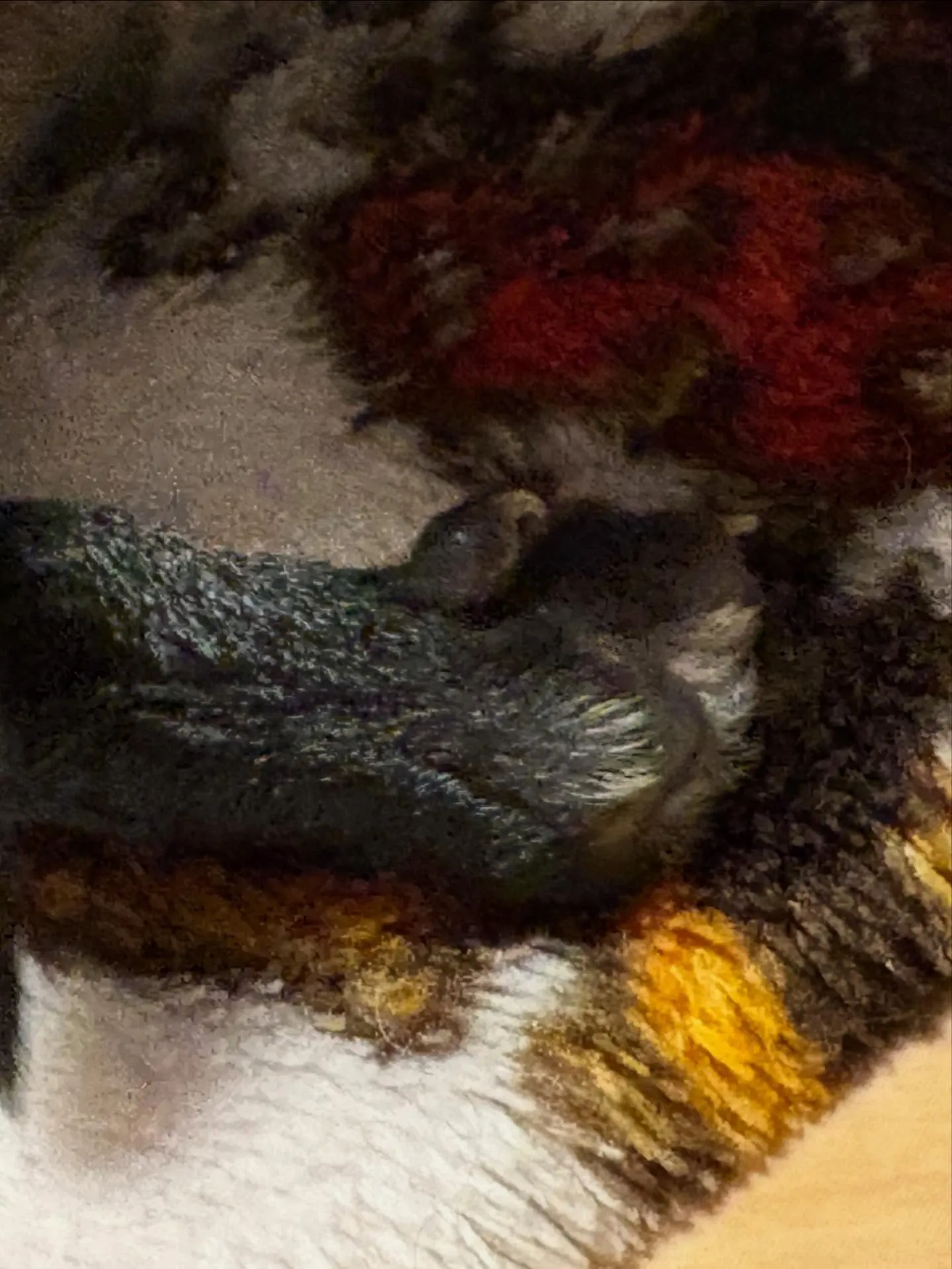 さくらベビー🌸生後13日✨️