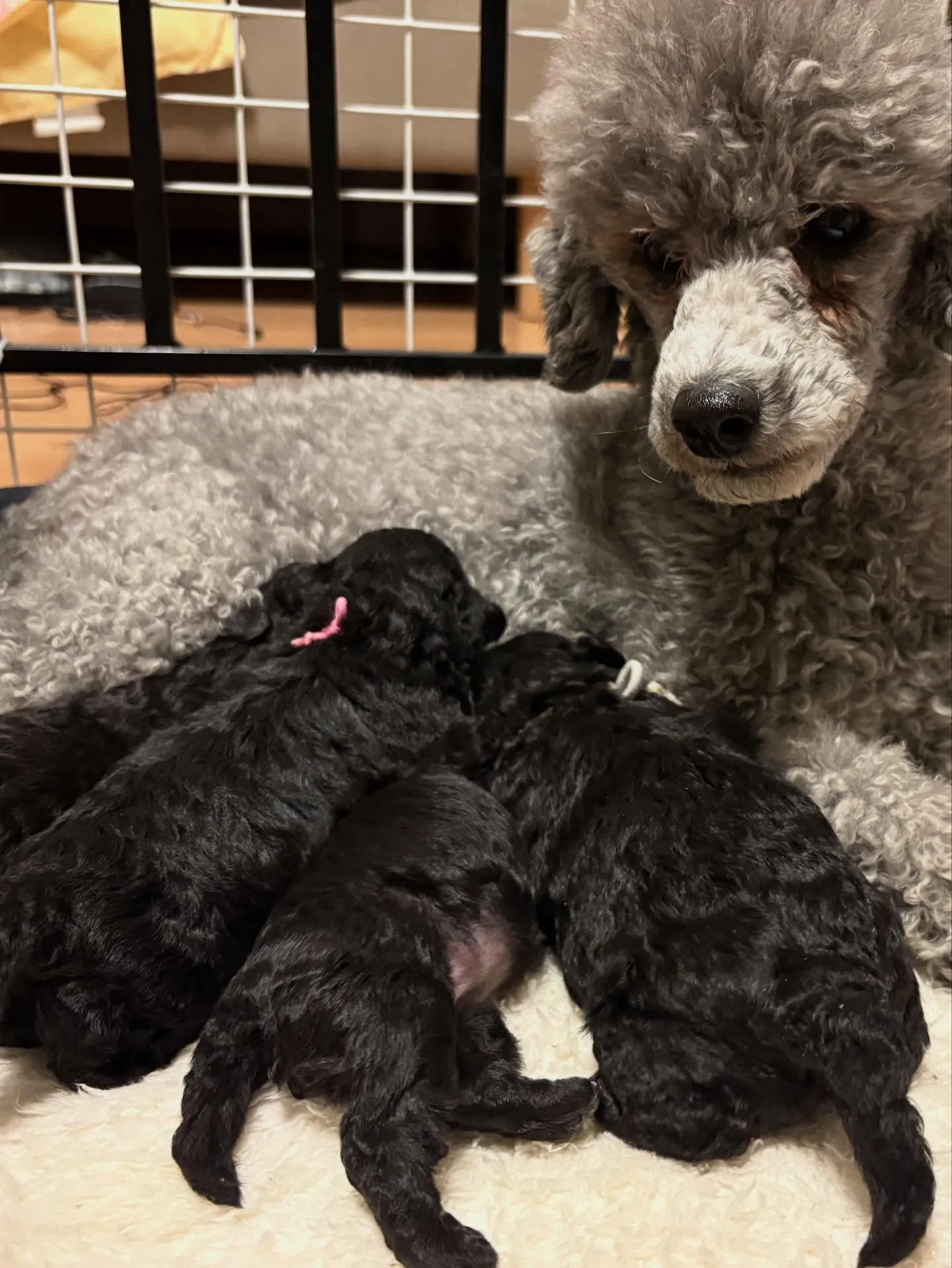 レモンベビー🍋生後13日目