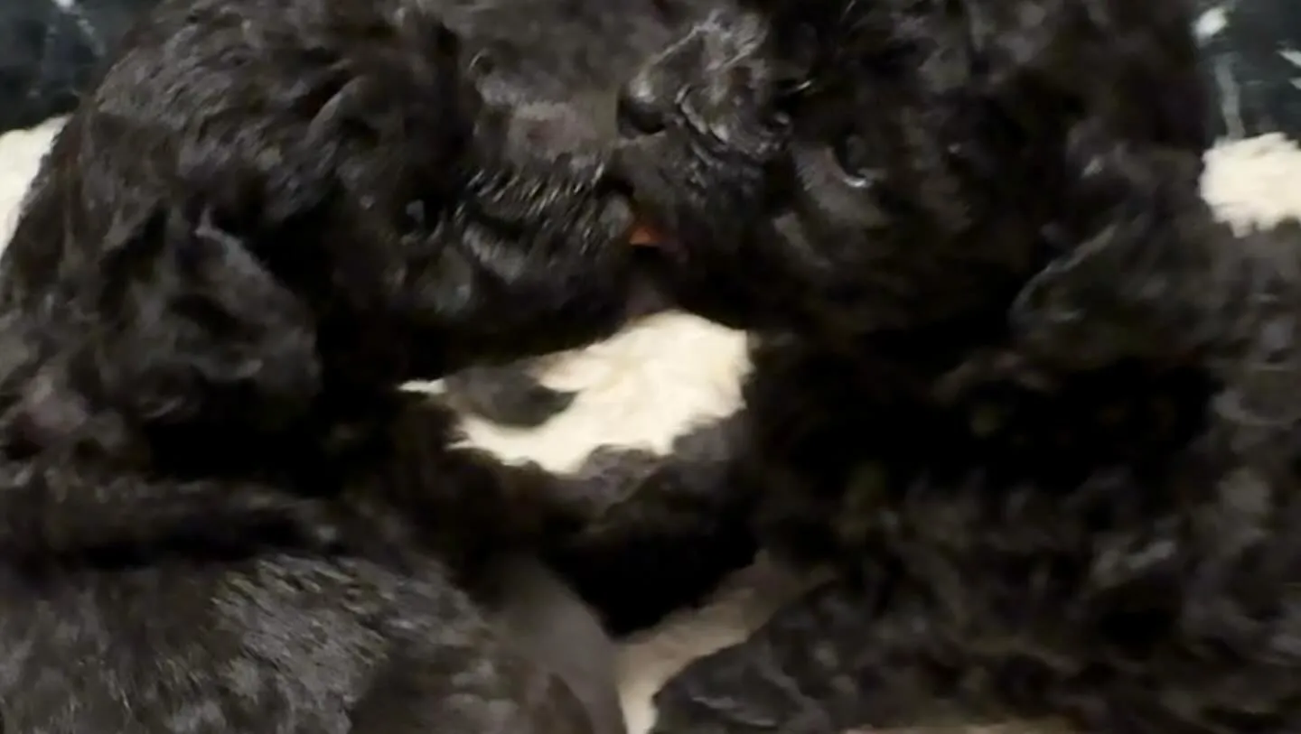 レモンベビー🍋生後25日目🐾