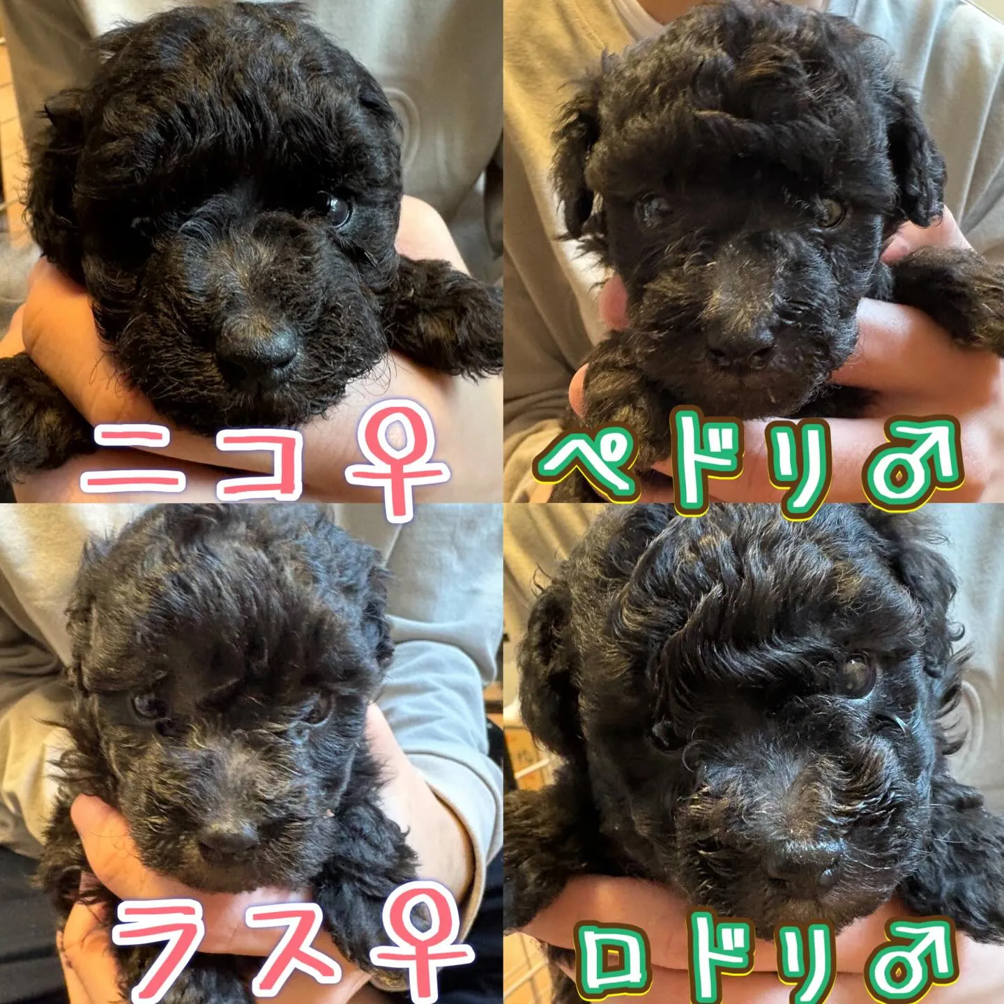 レモンベビー🍋生後30日目🐾