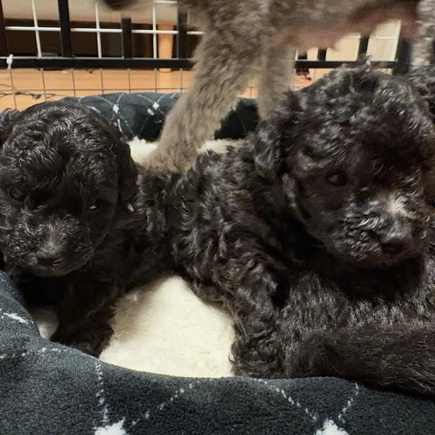 レモンベビー🍋生後30日目🐾