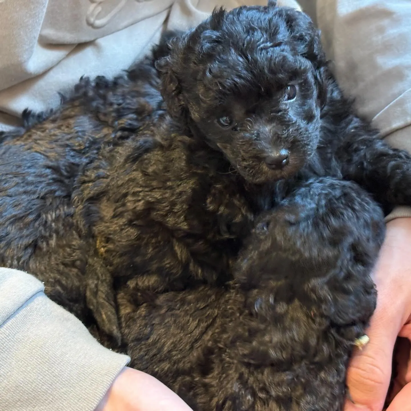 レモンベビー🍋生後30日目🐾