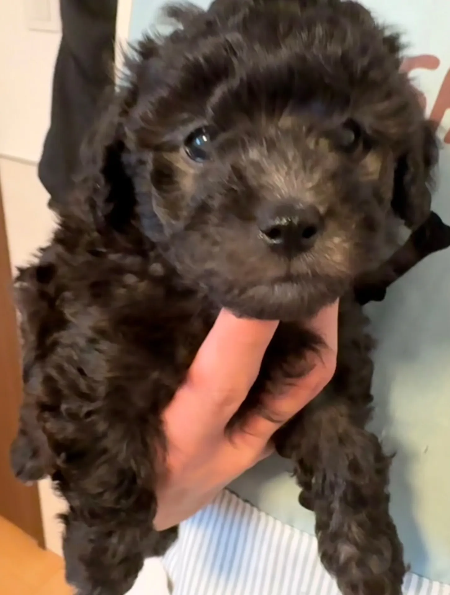 2026年1月3日 産まれ  トイプードル ︎︎ ︎︎ ︎︎ ♀