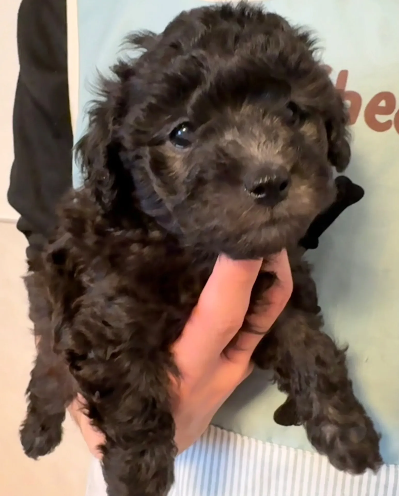 2026年1月3日 産まれ  トイプードル ︎︎ ︎︎ ︎︎ ♀