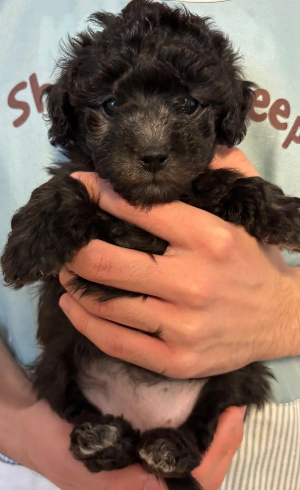 2026年1月3日 産まれ  トイプードル ︎︎ ︎︎ ︎︎ ♂