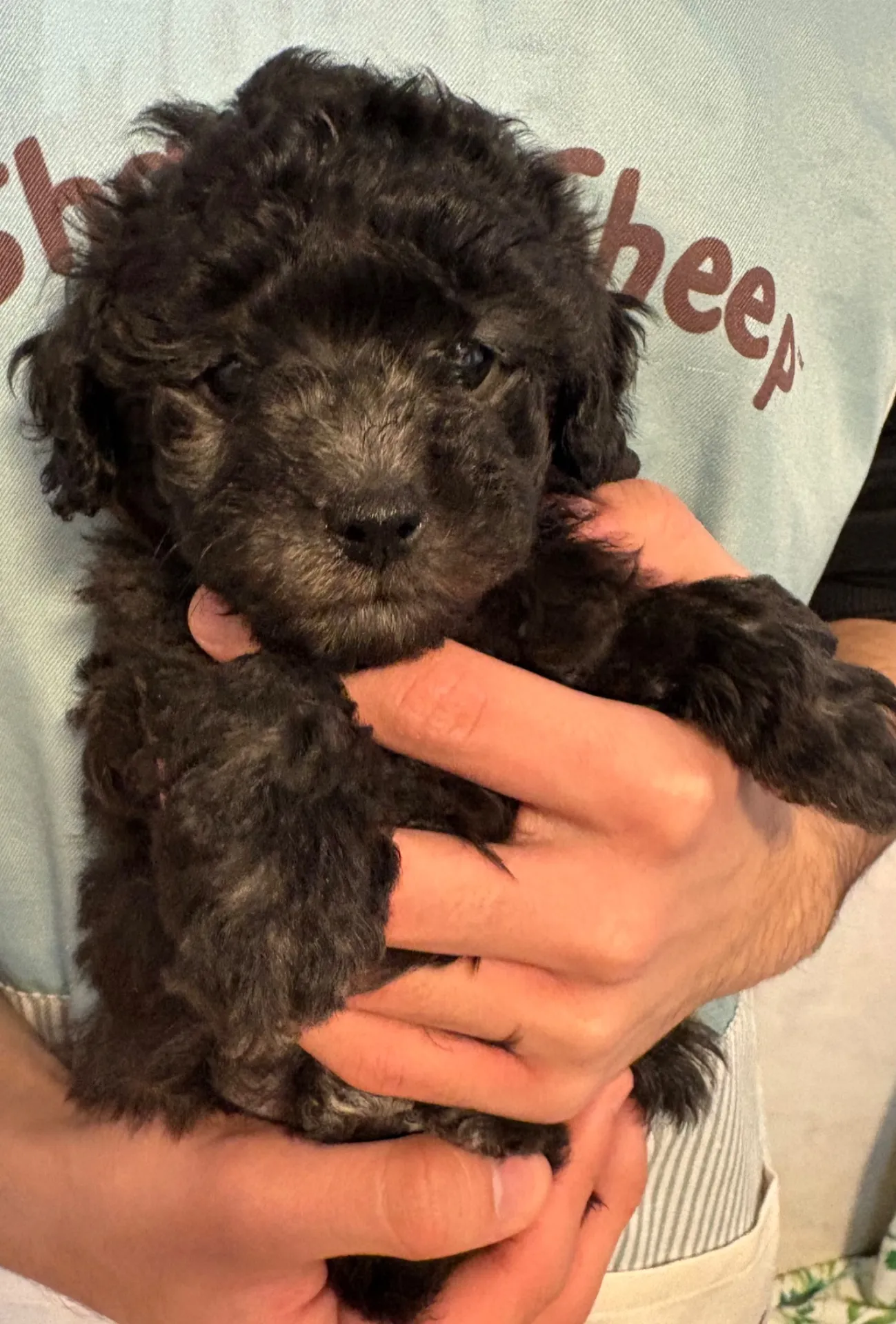 2026年1月3日 産まれ  トイプードル ︎︎ ︎︎ ︎︎ ♀