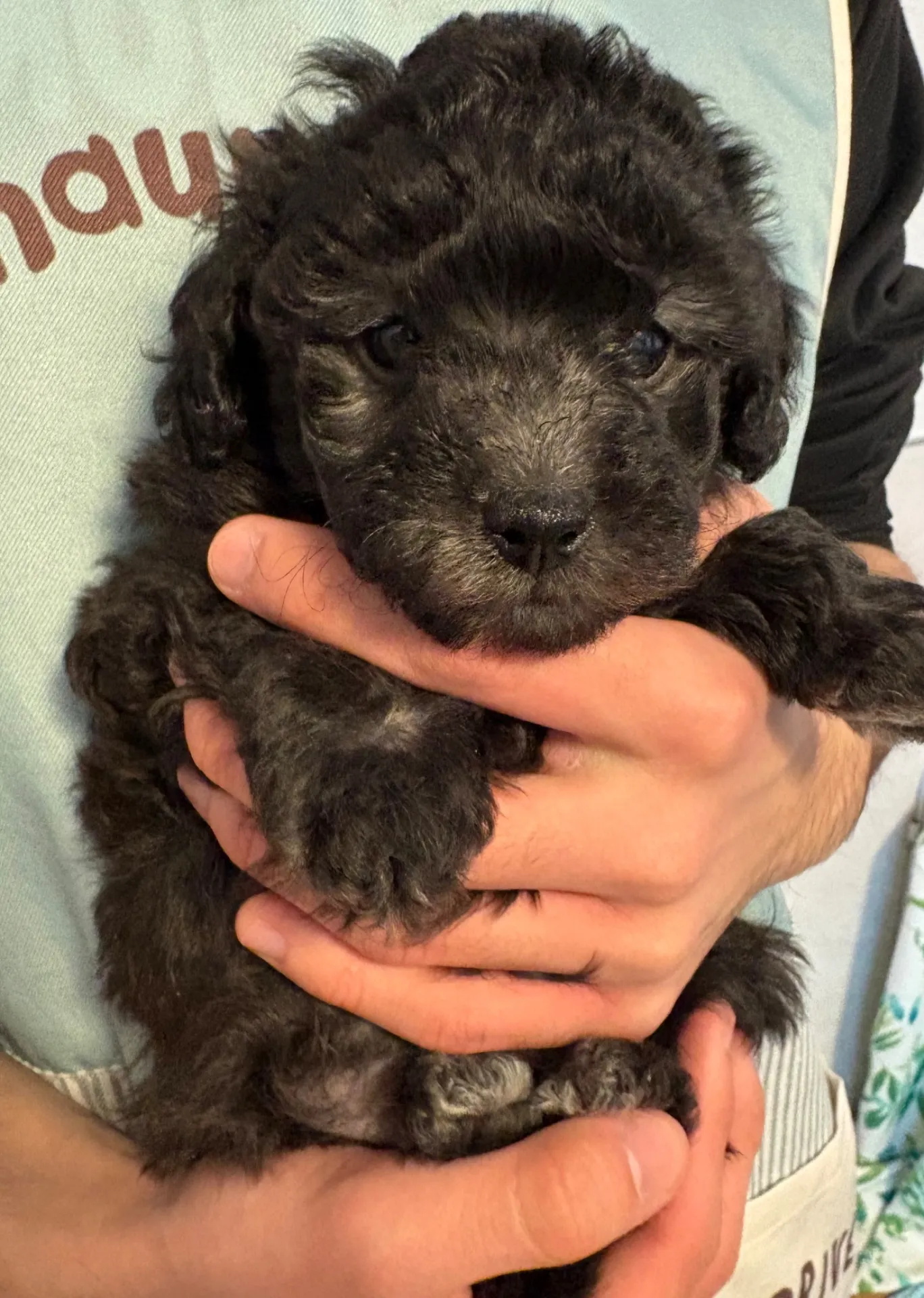 2026年1月3日 産まれ  トイプードル ︎︎ ︎︎ ︎︎ ♀