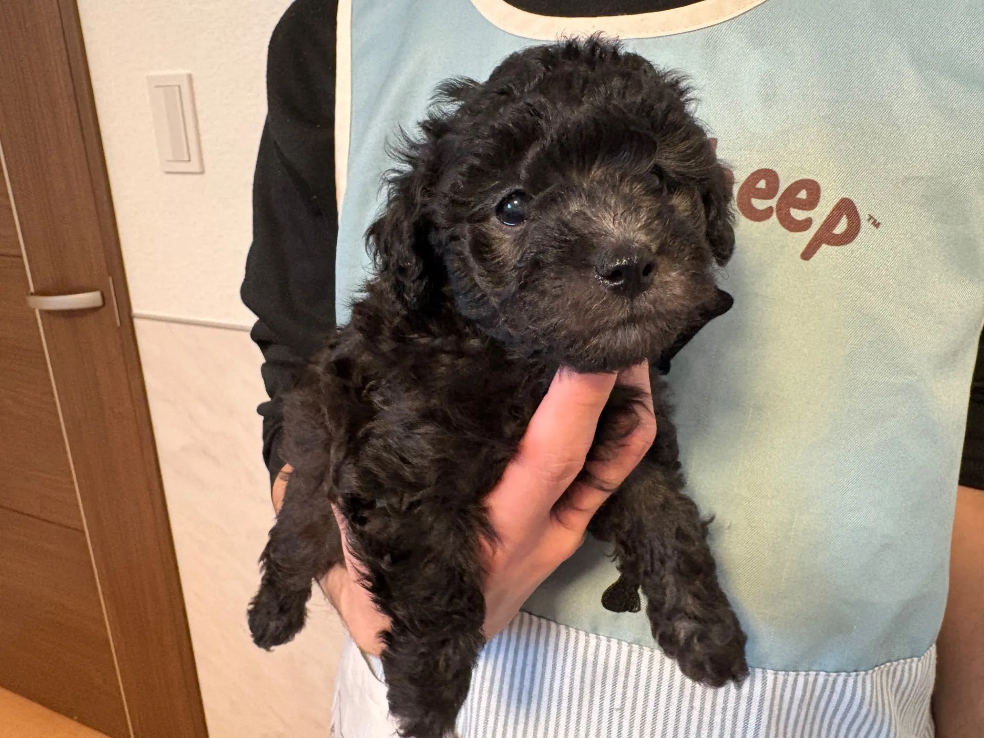 2026年1月3日 産まれ  トイプードル ︎︎ ︎︎ ︎︎ ♂