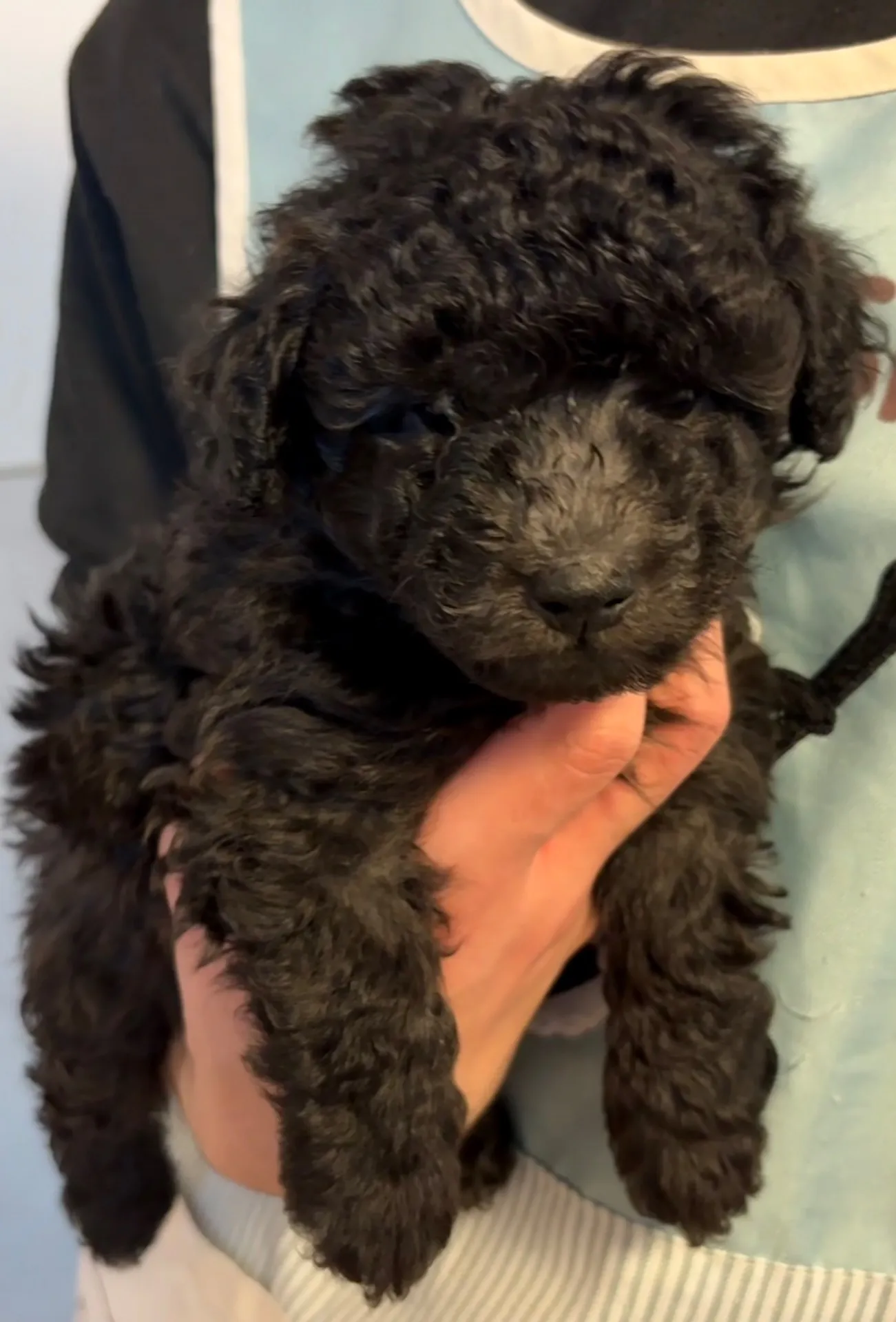 2026年1月3日 産まれ  トイプードル ︎︎ ︎︎ ︎︎ ♂