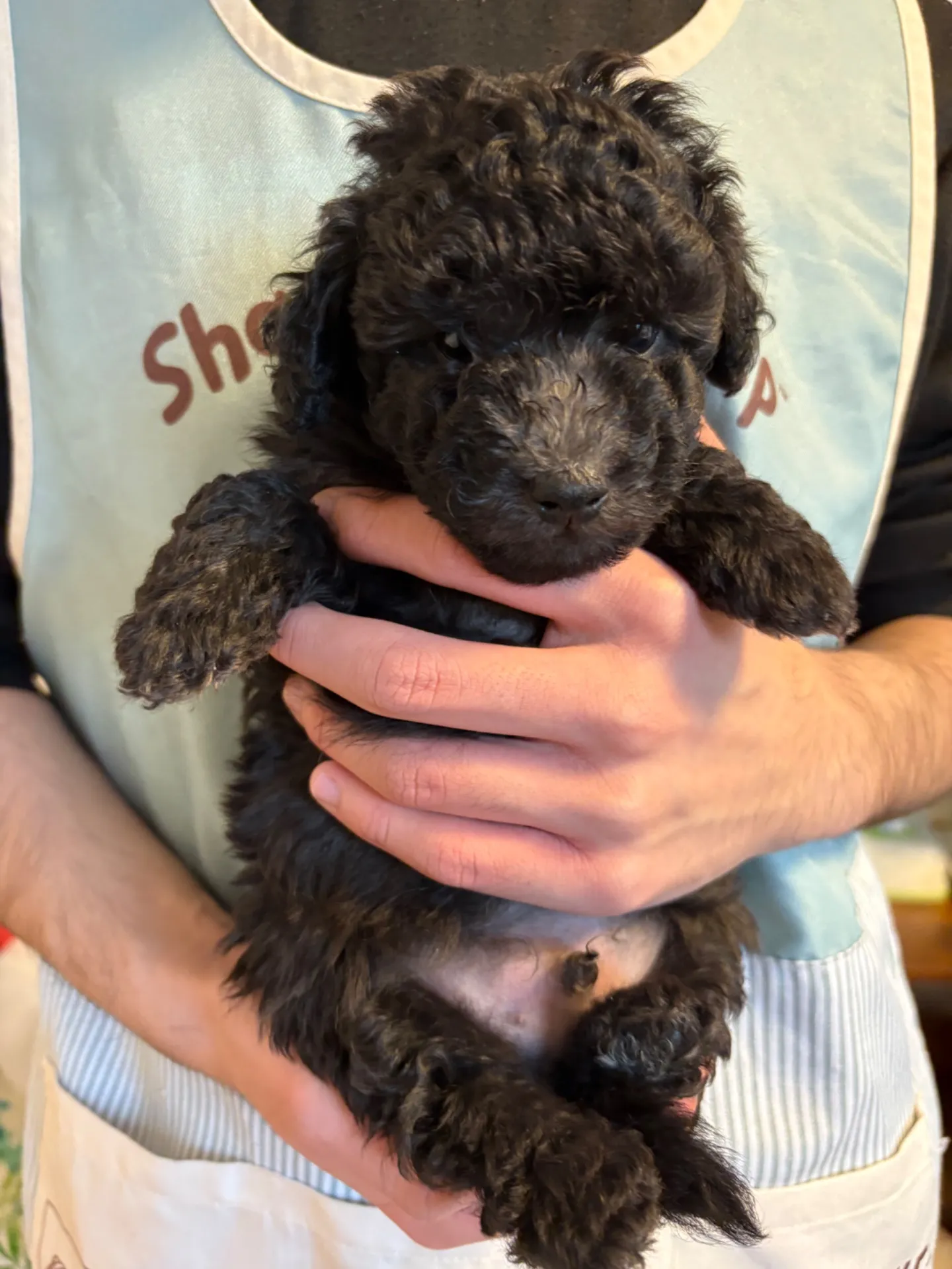 2026年1月3日 産まれ  トイプードル ︎︎ ︎︎ ︎︎ ♂