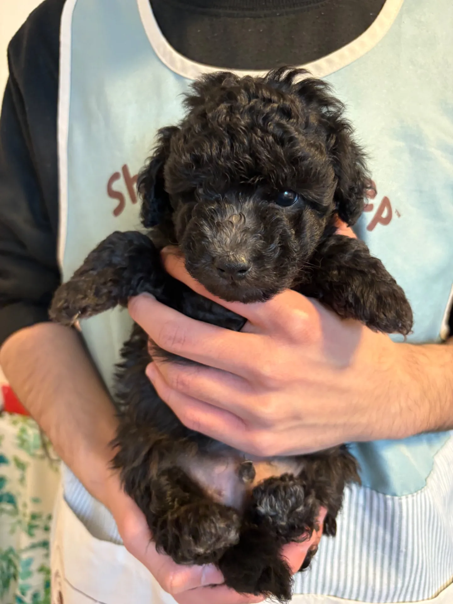 2026年1月3日 産まれ  トイプードル ︎︎ ︎︎ ︎︎ ♂