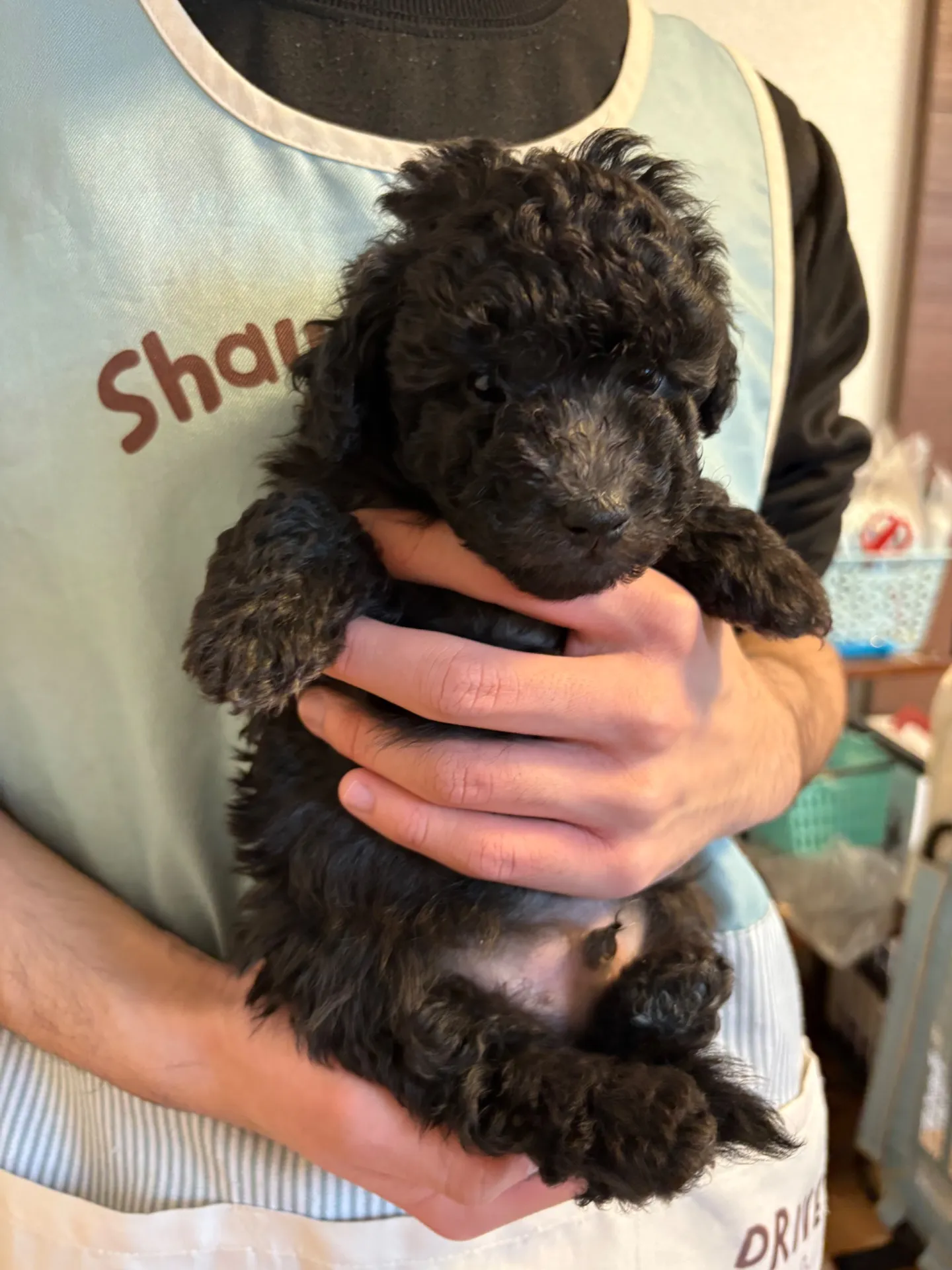 2026年1月3日 産まれ  トイプードル ︎︎ ︎︎ ︎︎ ♂