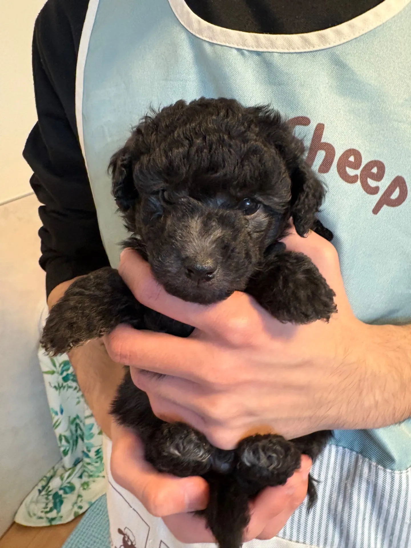 2026年1月3日 産まれ  トイプードル ︎︎ ︎︎ ︎︎ ♂