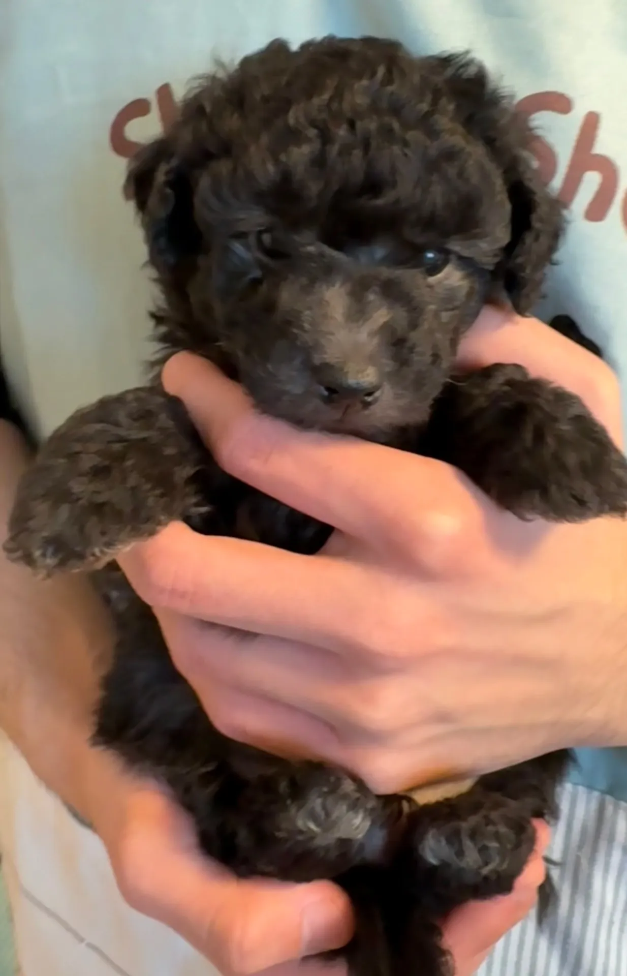 2026年1月3日 産まれ  トイプードル ︎︎ ︎︎ ︎︎ ♂