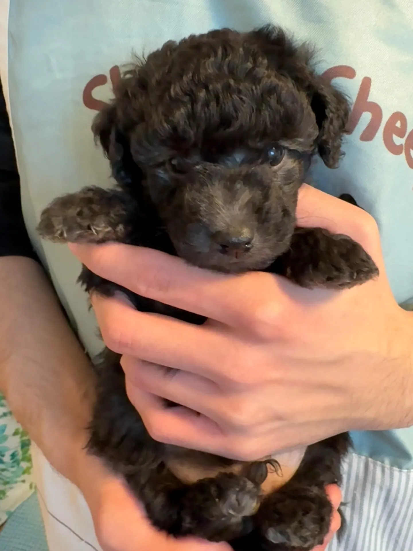 2026年1月3日 産まれ  トイプードル ︎︎ ︎︎ ︎︎ ♂