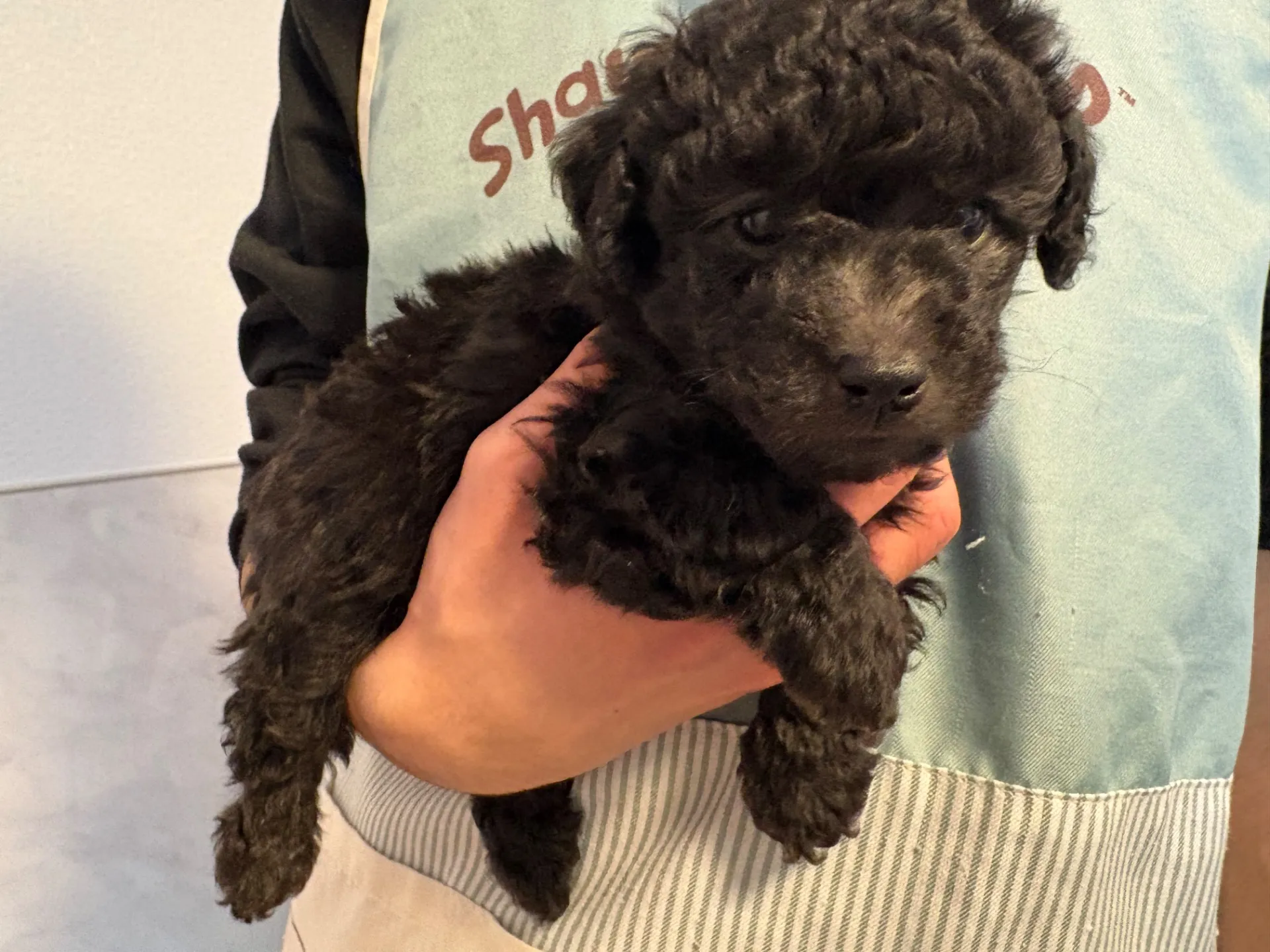 2026年1月3日 産まれ  トイプードル ︎︎ ︎︎ ︎︎ ♂