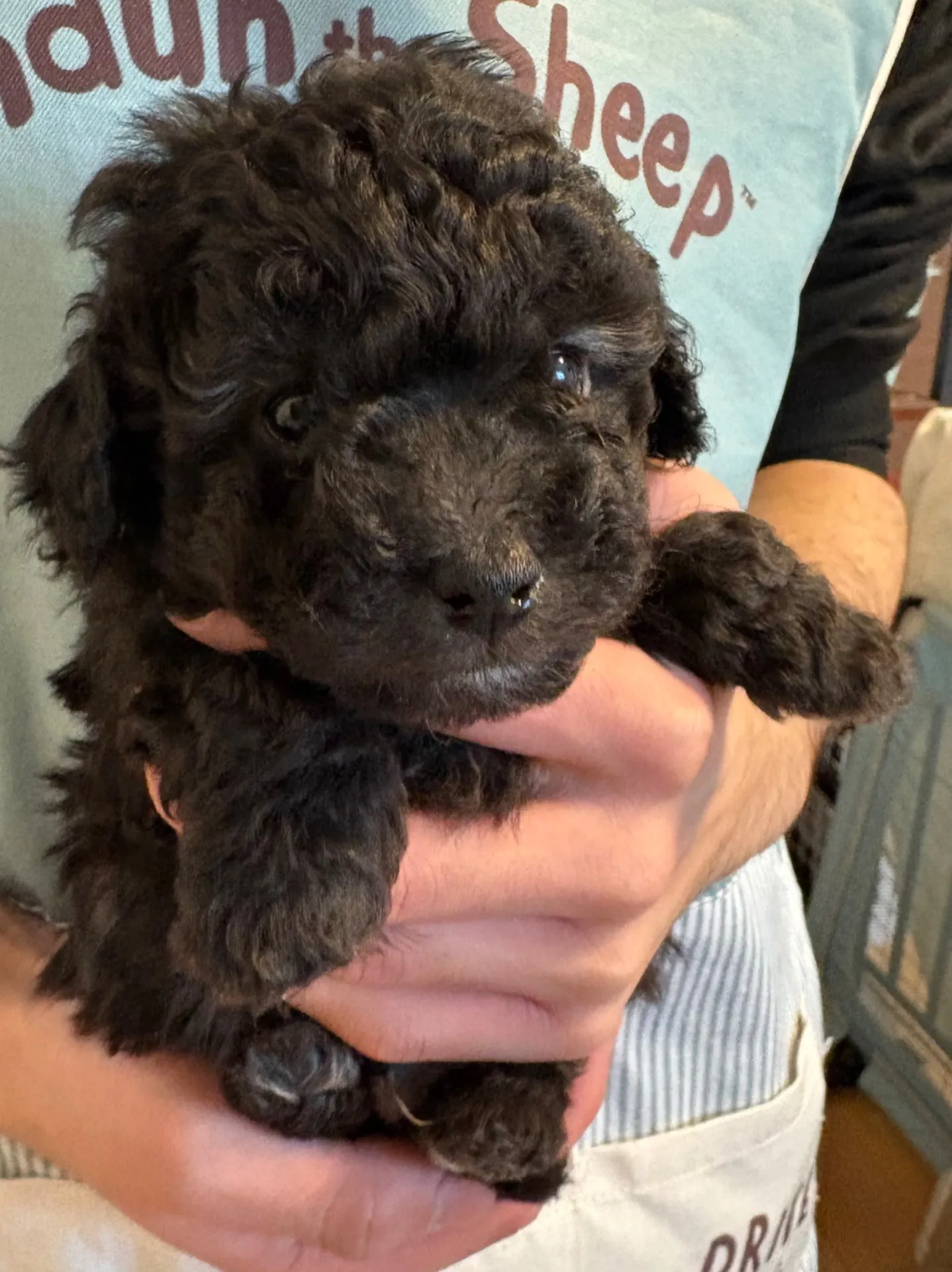 2026年1月3日 産まれ  トイプードル ︎︎ ︎︎ ︎︎ ♂