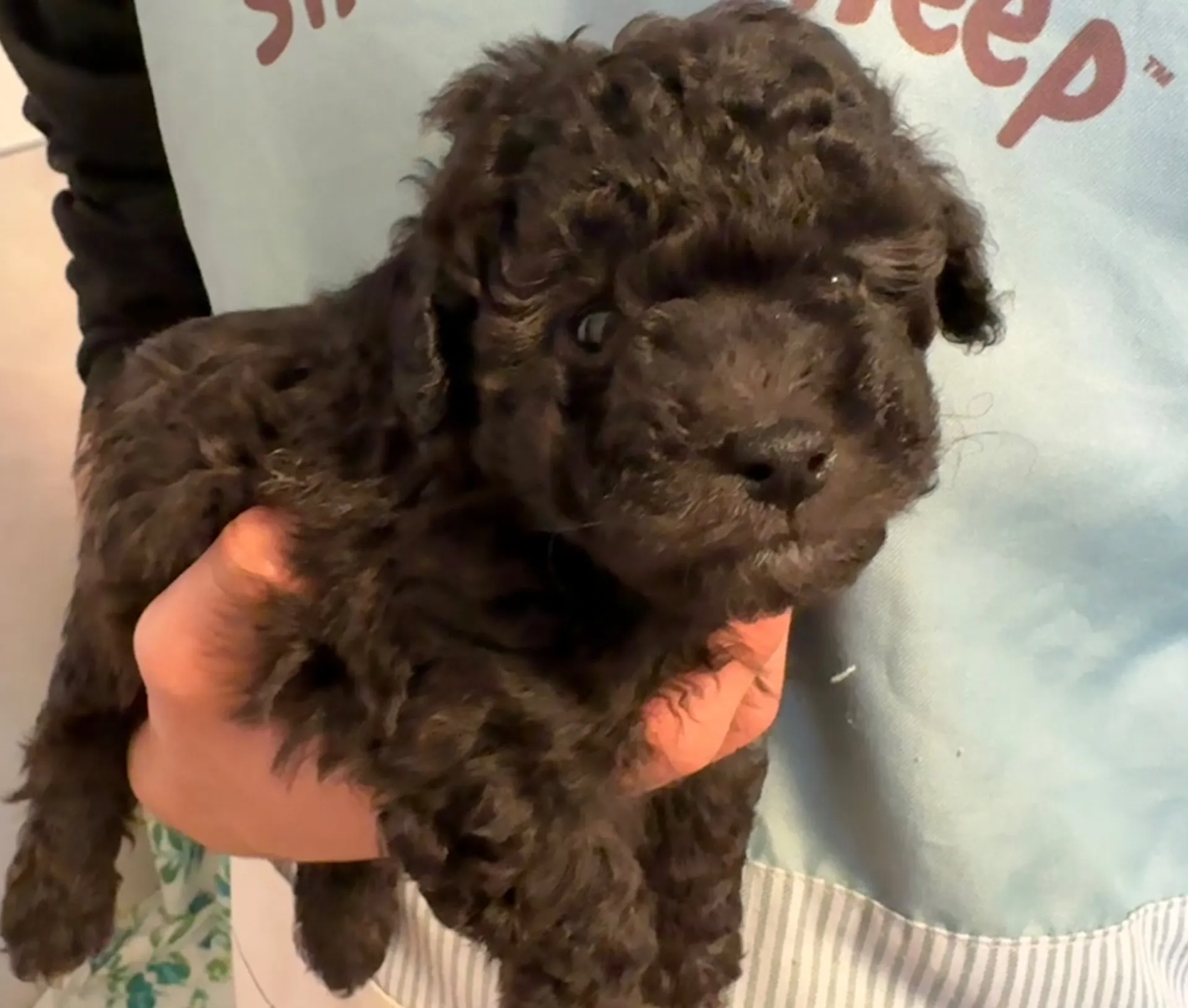 2026年1月3日 産まれ  トイプードル ︎︎ ︎︎ ︎︎ ♂