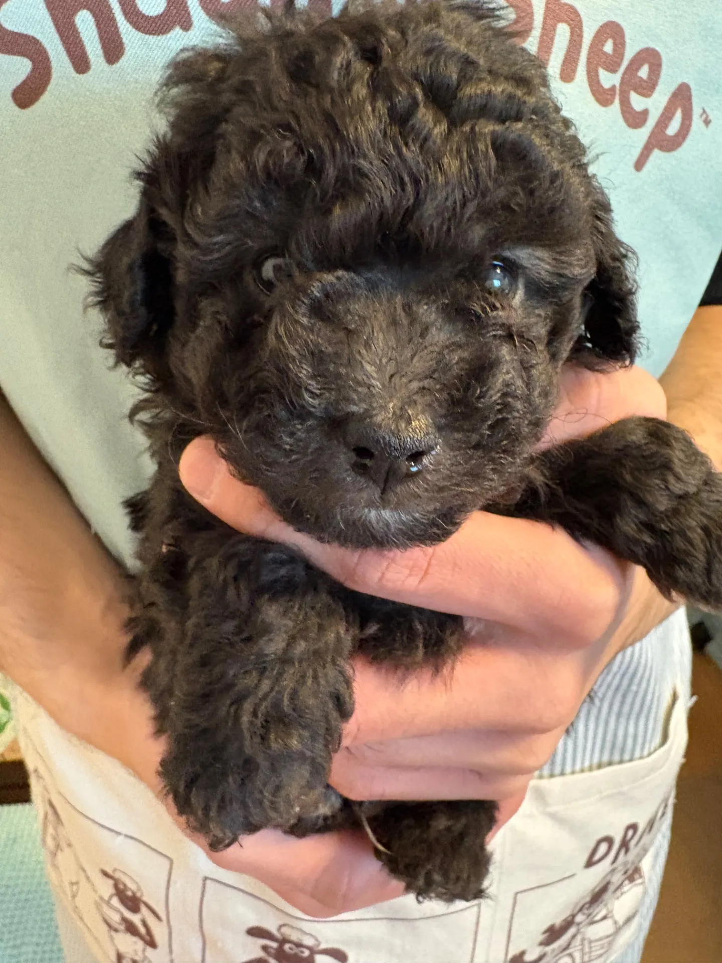 2026年1月3日 産まれ  トイプードル ︎︎ ︎︎ ︎︎ ♂