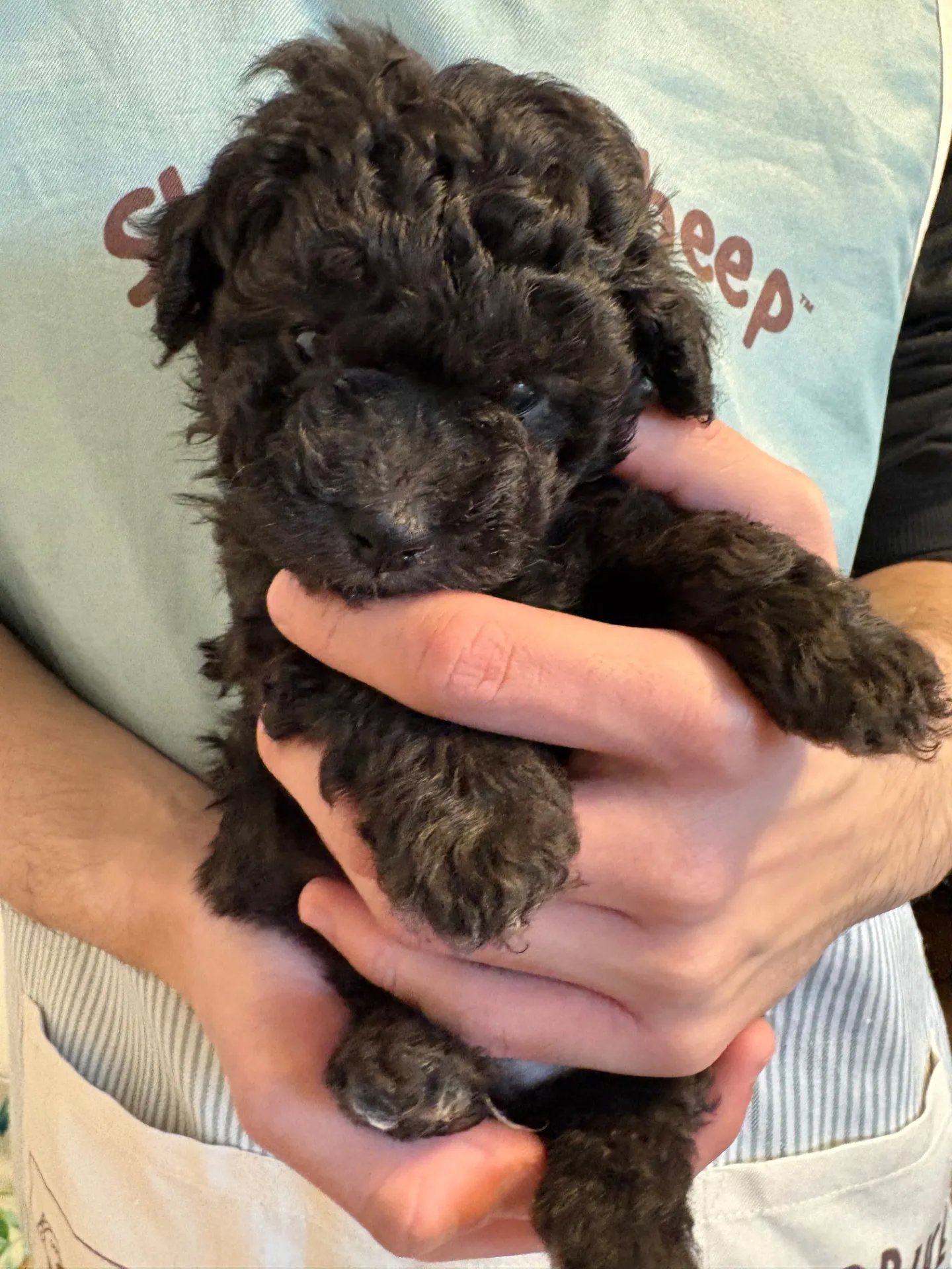 2026年1月3日 産まれ  トイプードル ︎︎ ︎︎ ︎︎ ♂