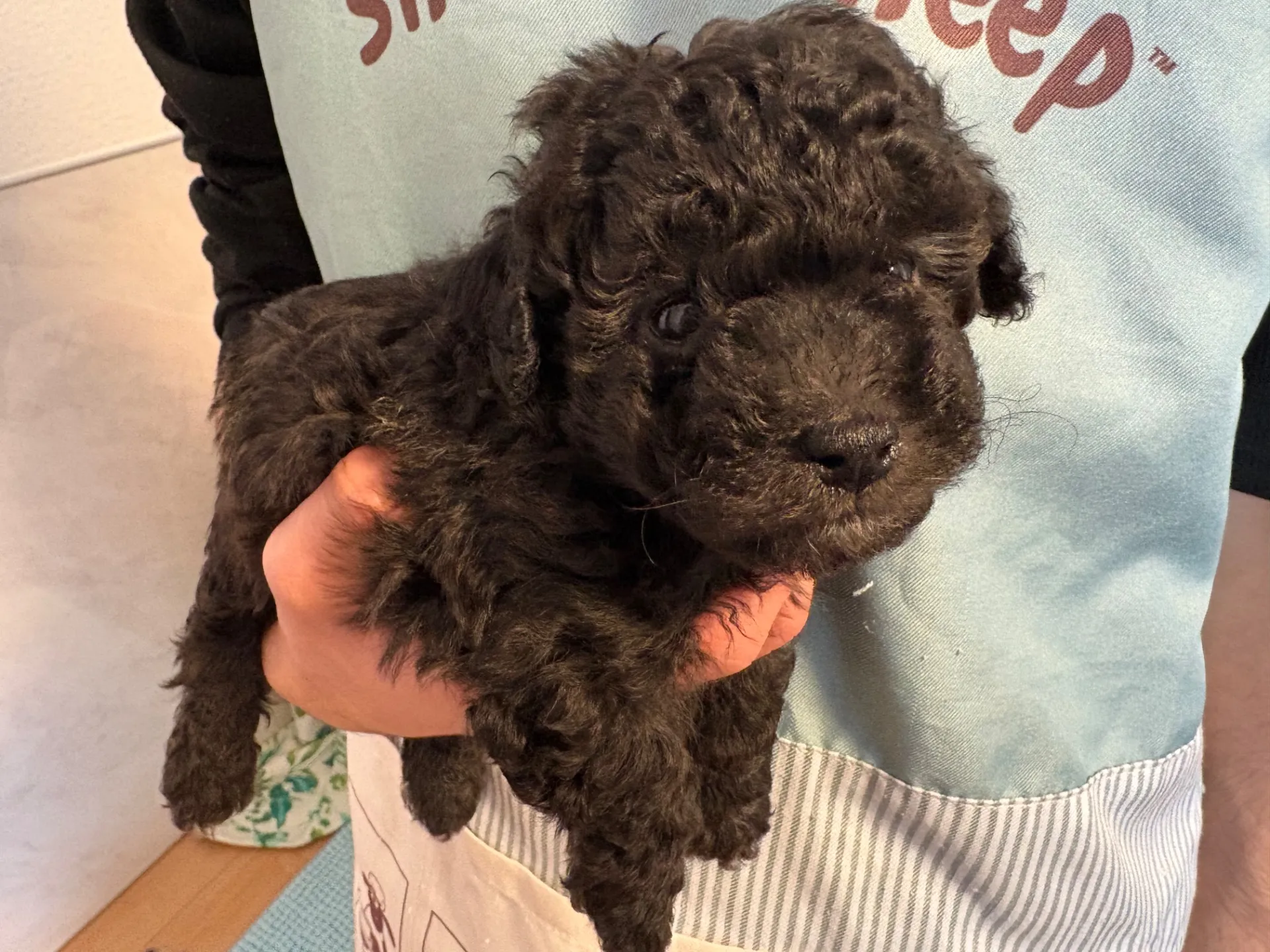 2026年1月3日 産まれ  トイプードル ︎︎ ︎︎ ︎︎ ♂