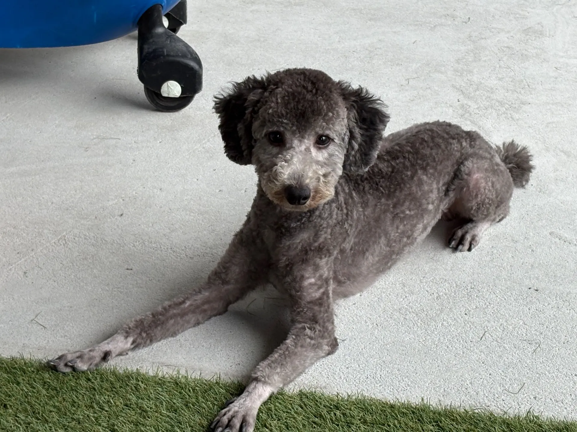 コハク ♂2024年11月産まれ