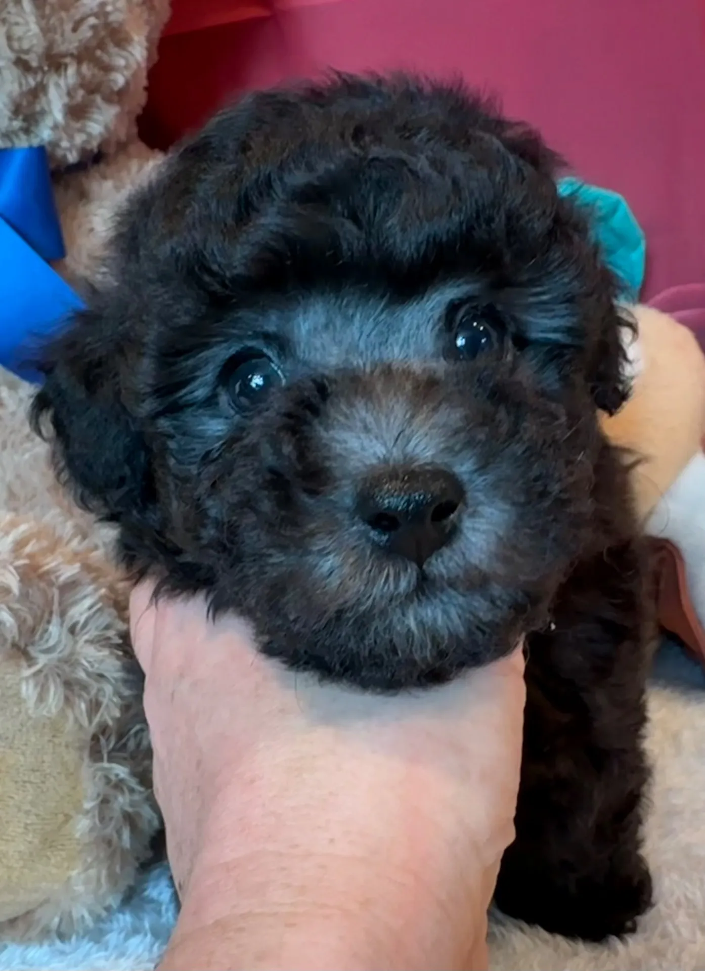 2026年1月10日 産まれ  トイプードル ︎︎ ︎︎ ︎︎ ♂