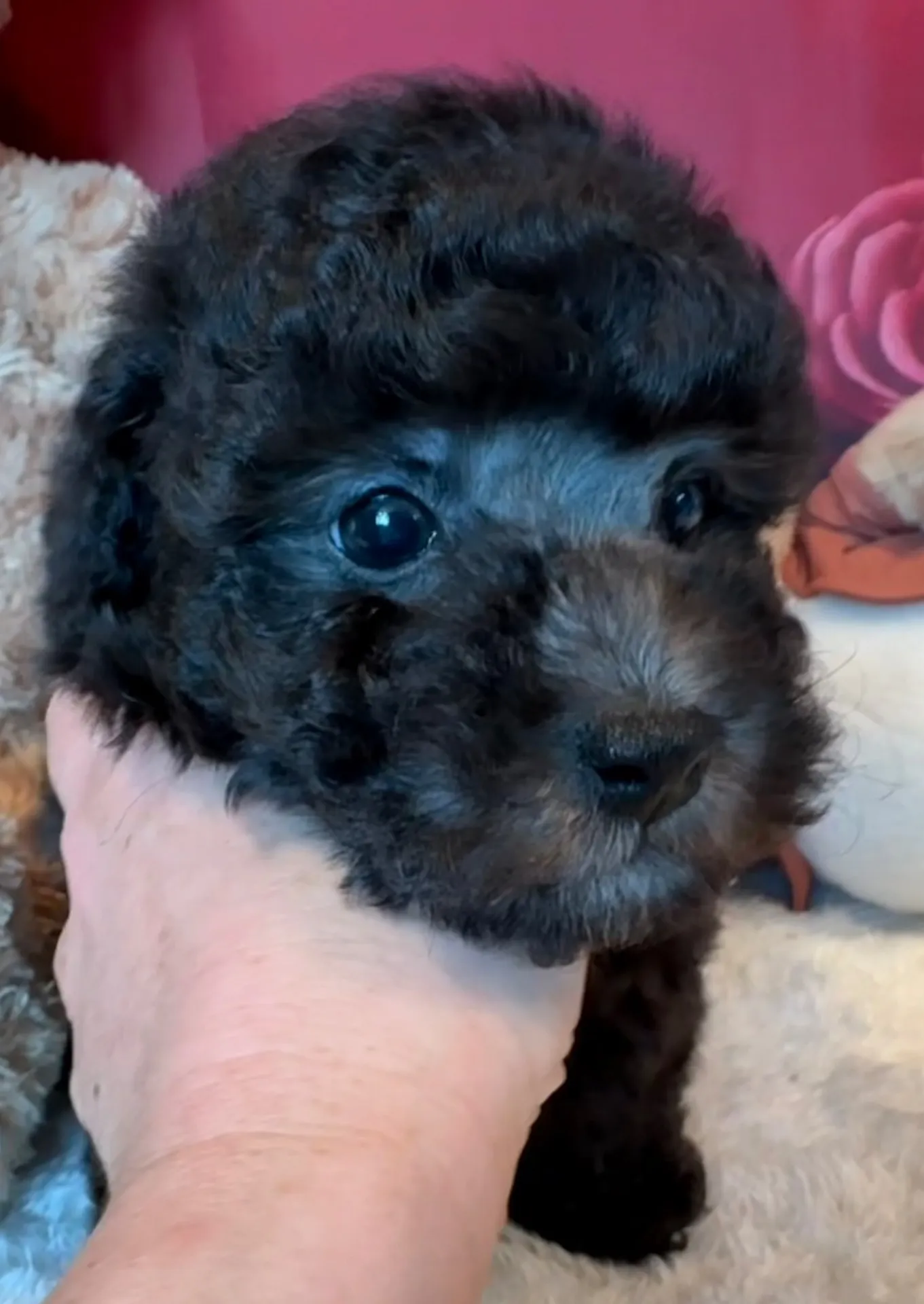 2026年1月10日 産まれ  トイプードル ︎︎ ︎︎ ︎︎ ♂