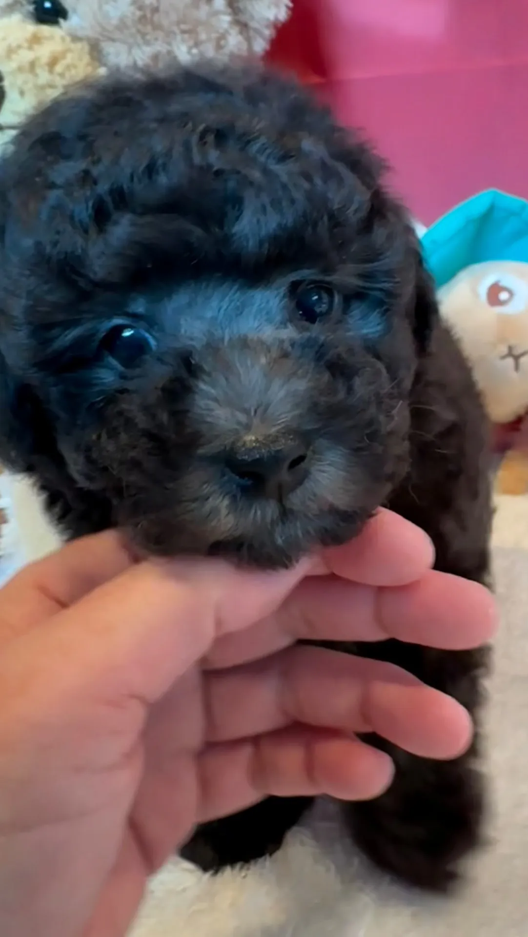 2026年1月10日 産まれ  トイプードル ︎︎ ︎︎ ︎︎ ♂