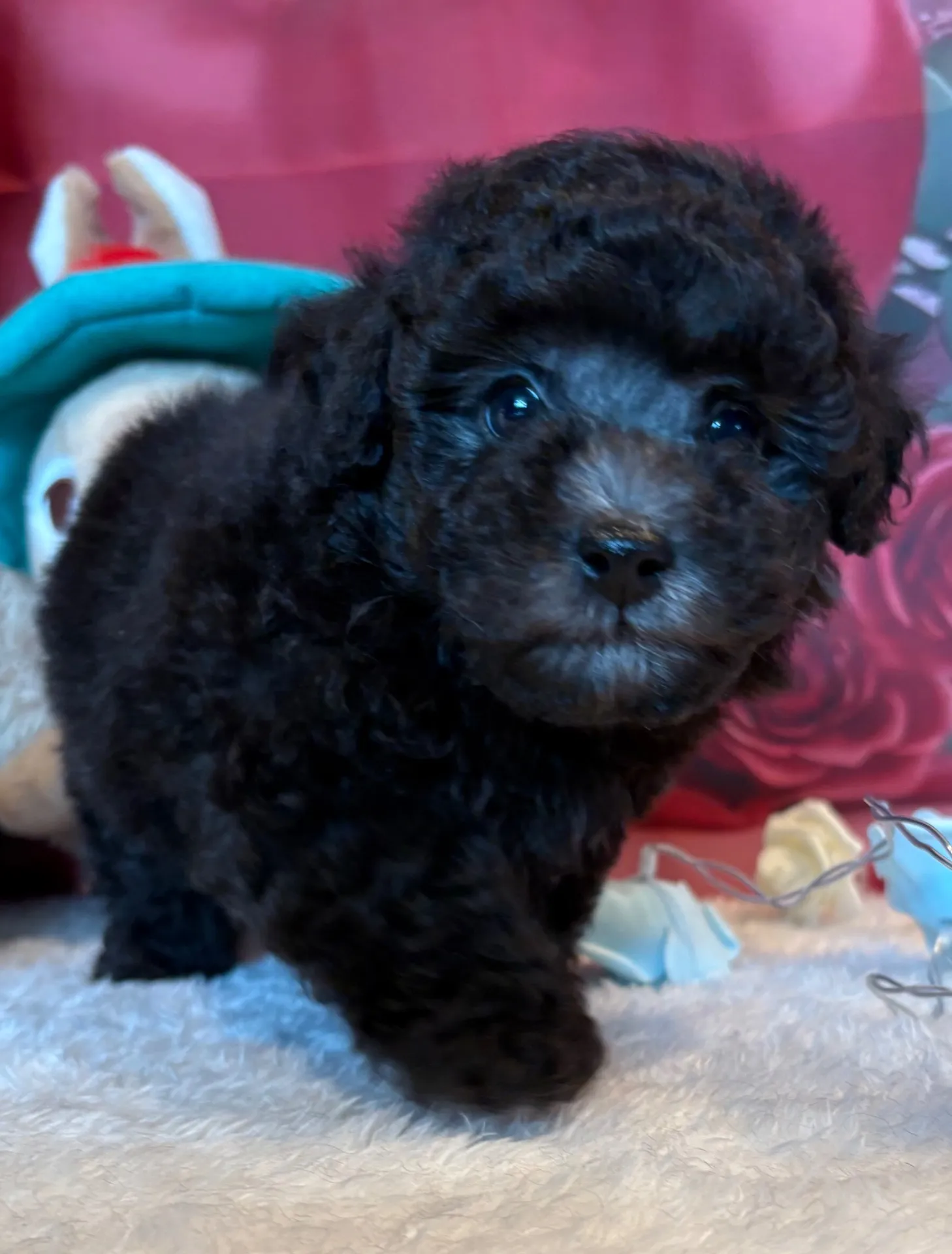 2026年1月10日 産まれ  トイプードル ︎︎ ︎︎ ︎︎ ♂