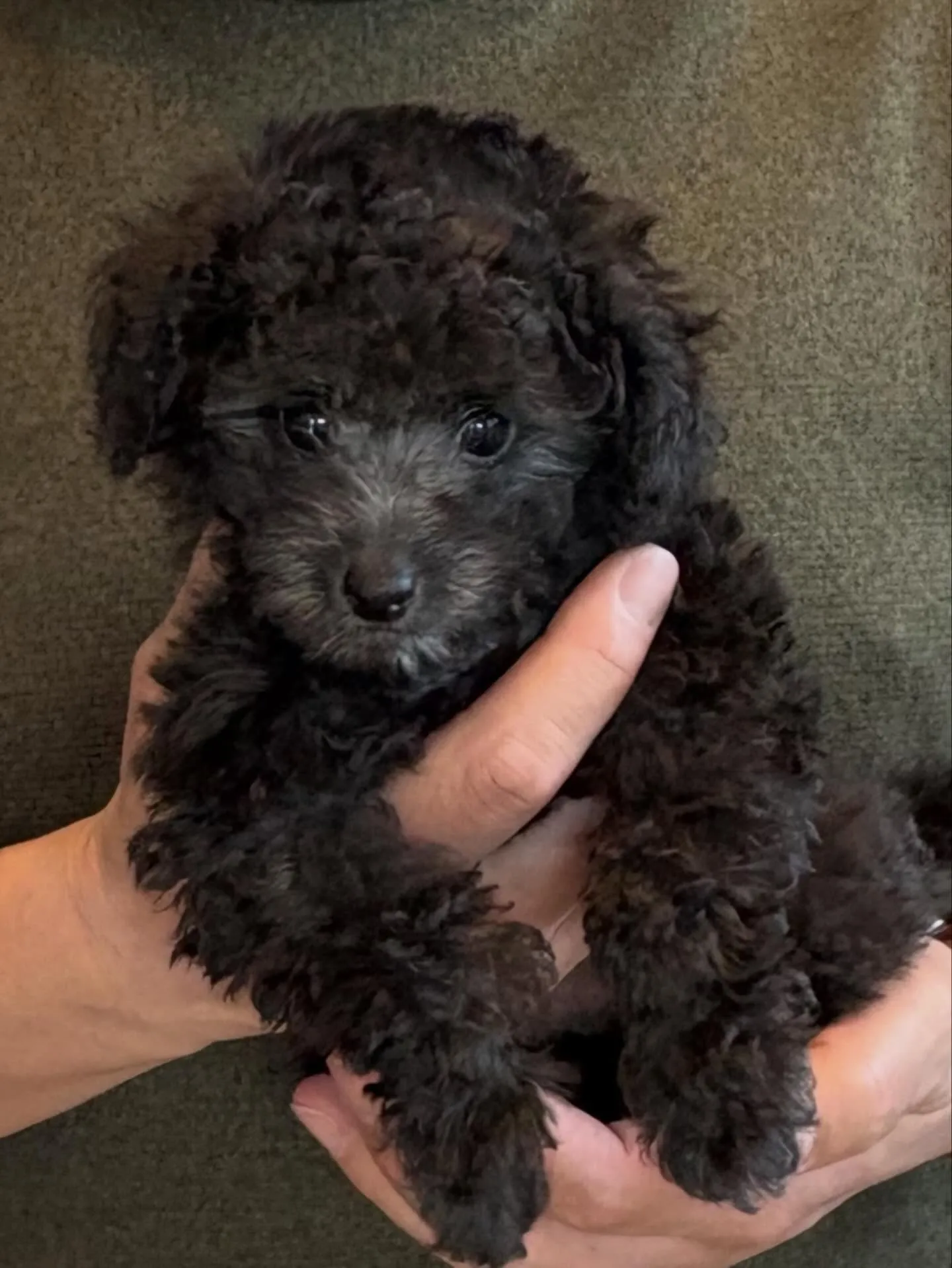 ニコ🍋本日お引渡しでした♡