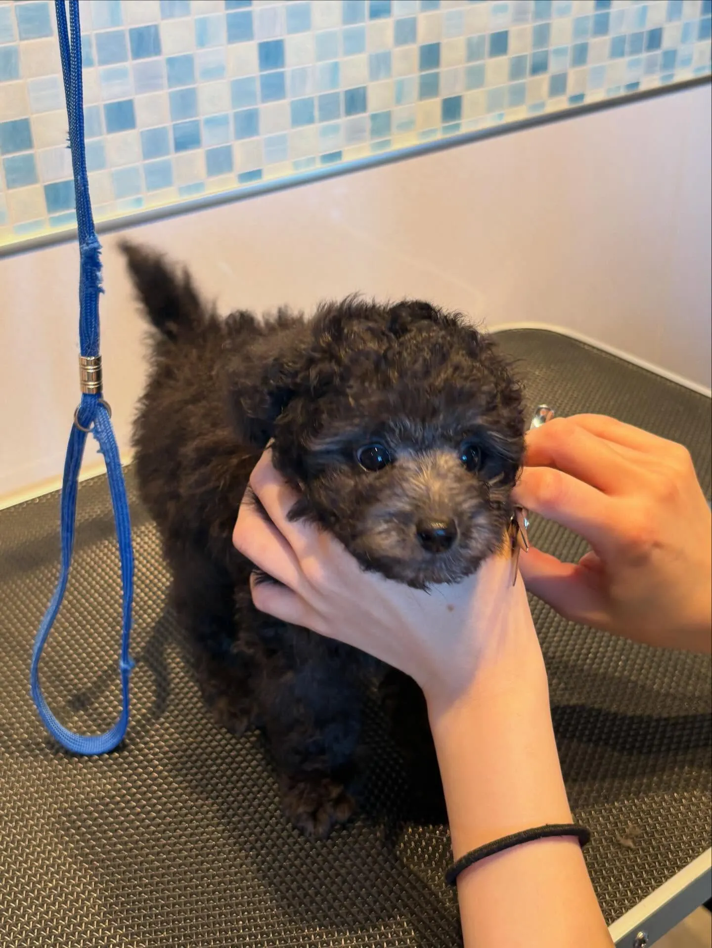 ニコ🍋本日お引渡しでした♡